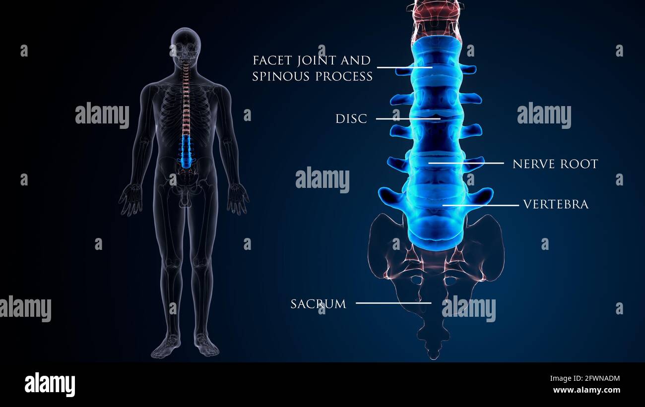 Die Anatomie des menschlichen Lendenbeins. 3D Abbildung Stockfoto