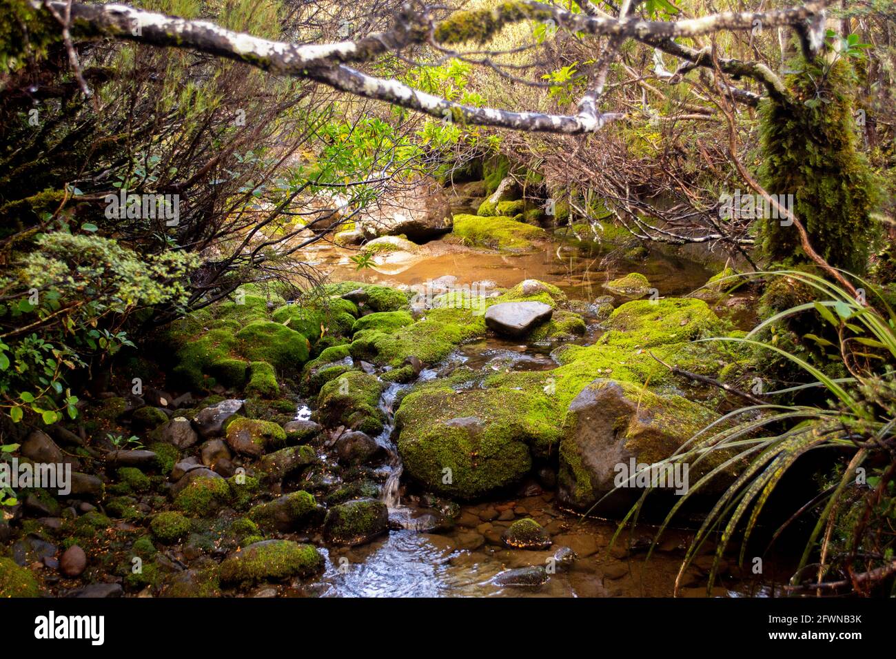 Tongariro National Park, Neuseeland. Typische Flora der zentralen Hochebene Stockfoto