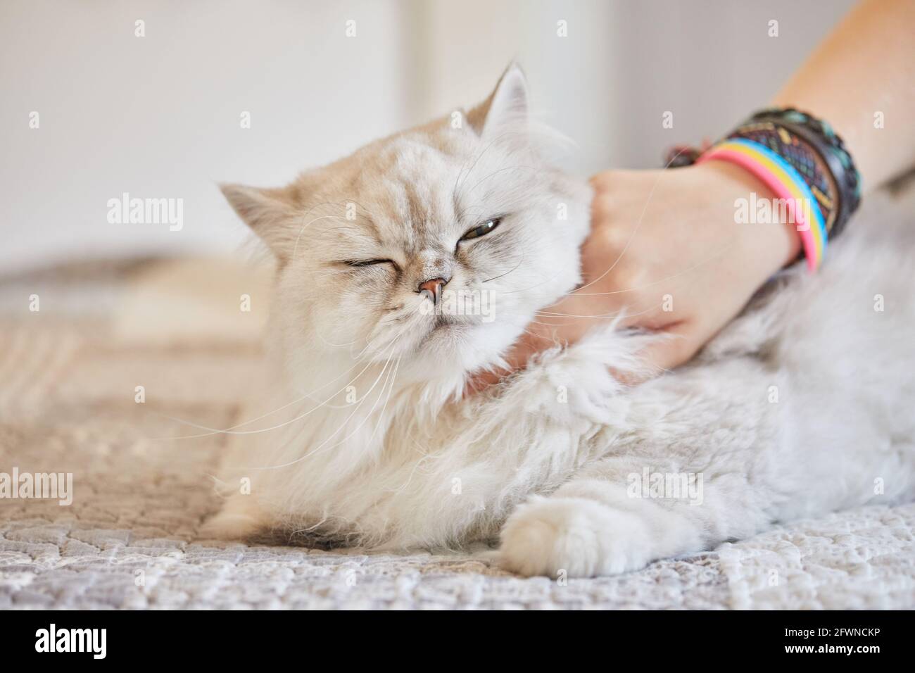 Mädchen kratzt den Hals der britischen langhaarigen weißen Katze Stockfoto