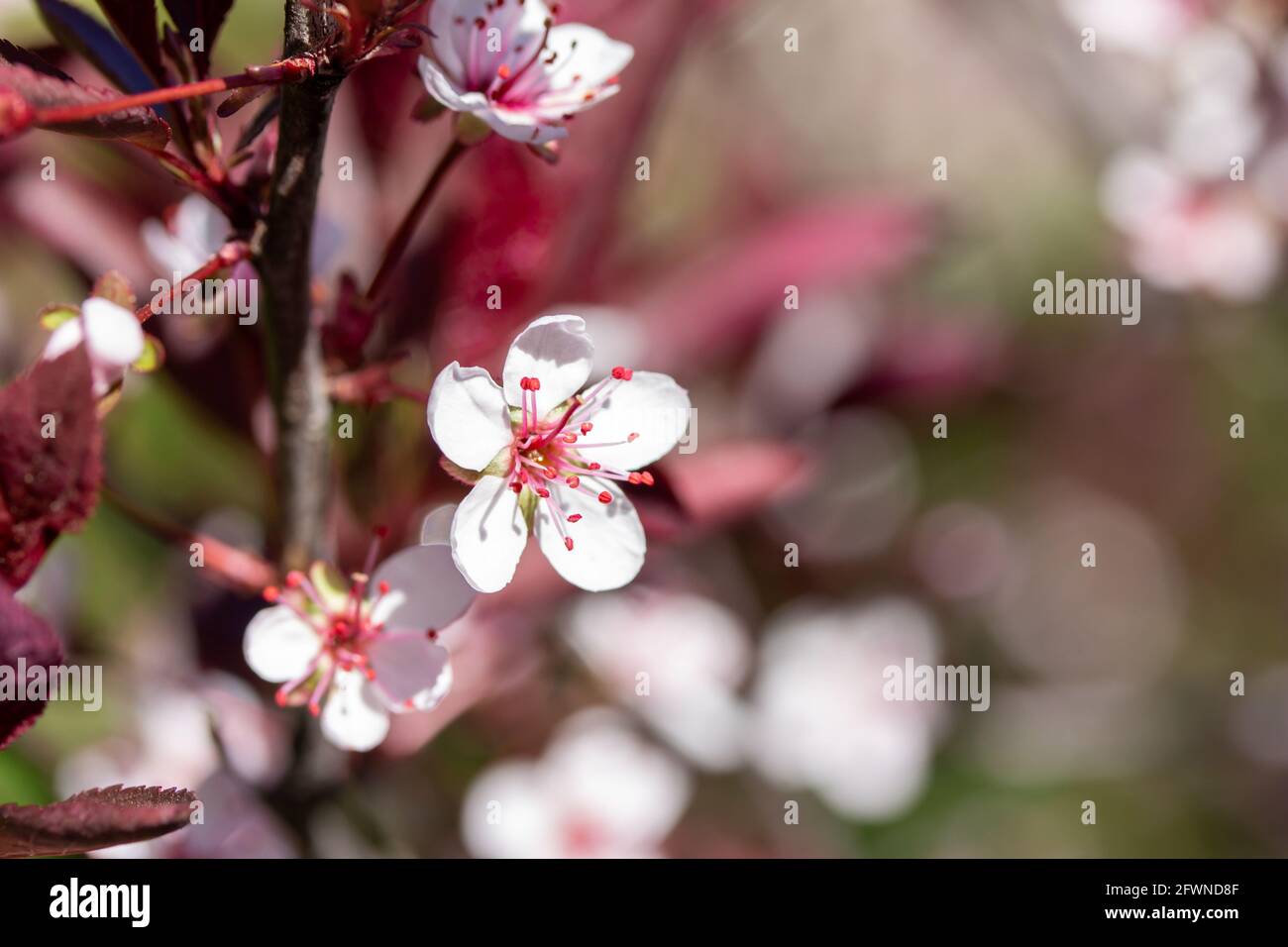 Nahaufnahme einer abstrakten Textur mit zarten weißen Blütenblüten auf einem lila Blatt-Sandkirschbusch (prunus cistena), mit defokussierten Hintergrund Stockfoto