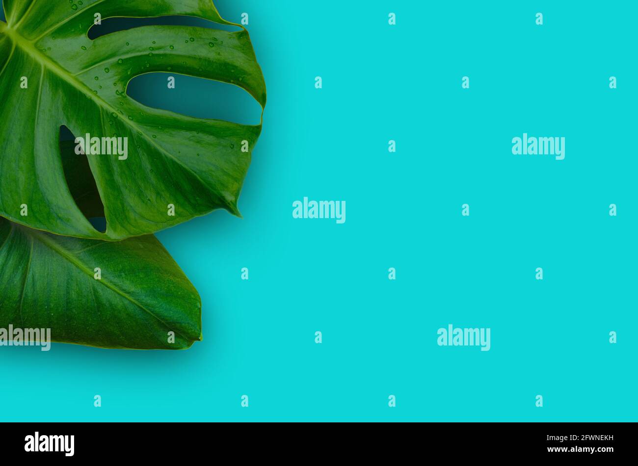 Tropischer Dschungel Monstera Pflanze Blätter isoliert auf blauem Hintergrund Stockfoto