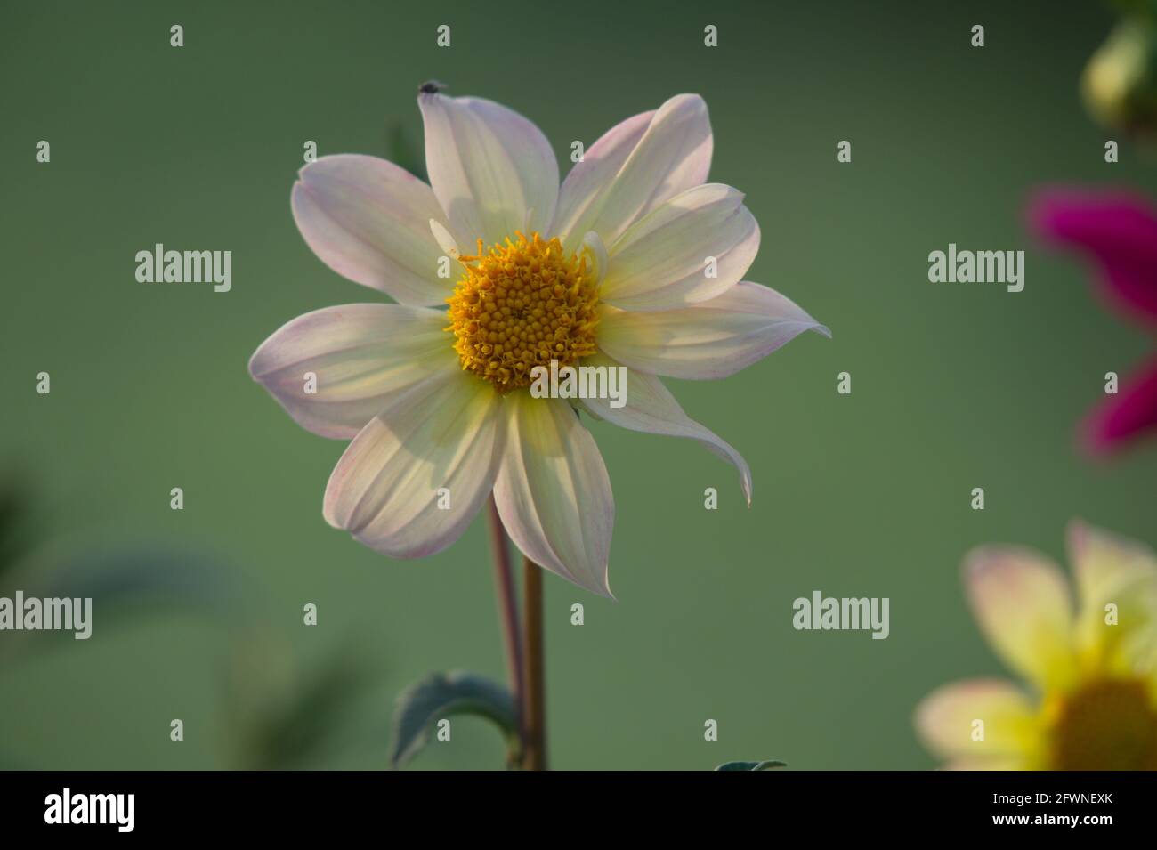 Dahlia ist eine Gattung von buschigen, tuberösen, krautigen mehrjährigen Pflanzen aus Mexiko und Mittelamerika. Blumen mit Honigbiene, Makrofotografie Stockfoto