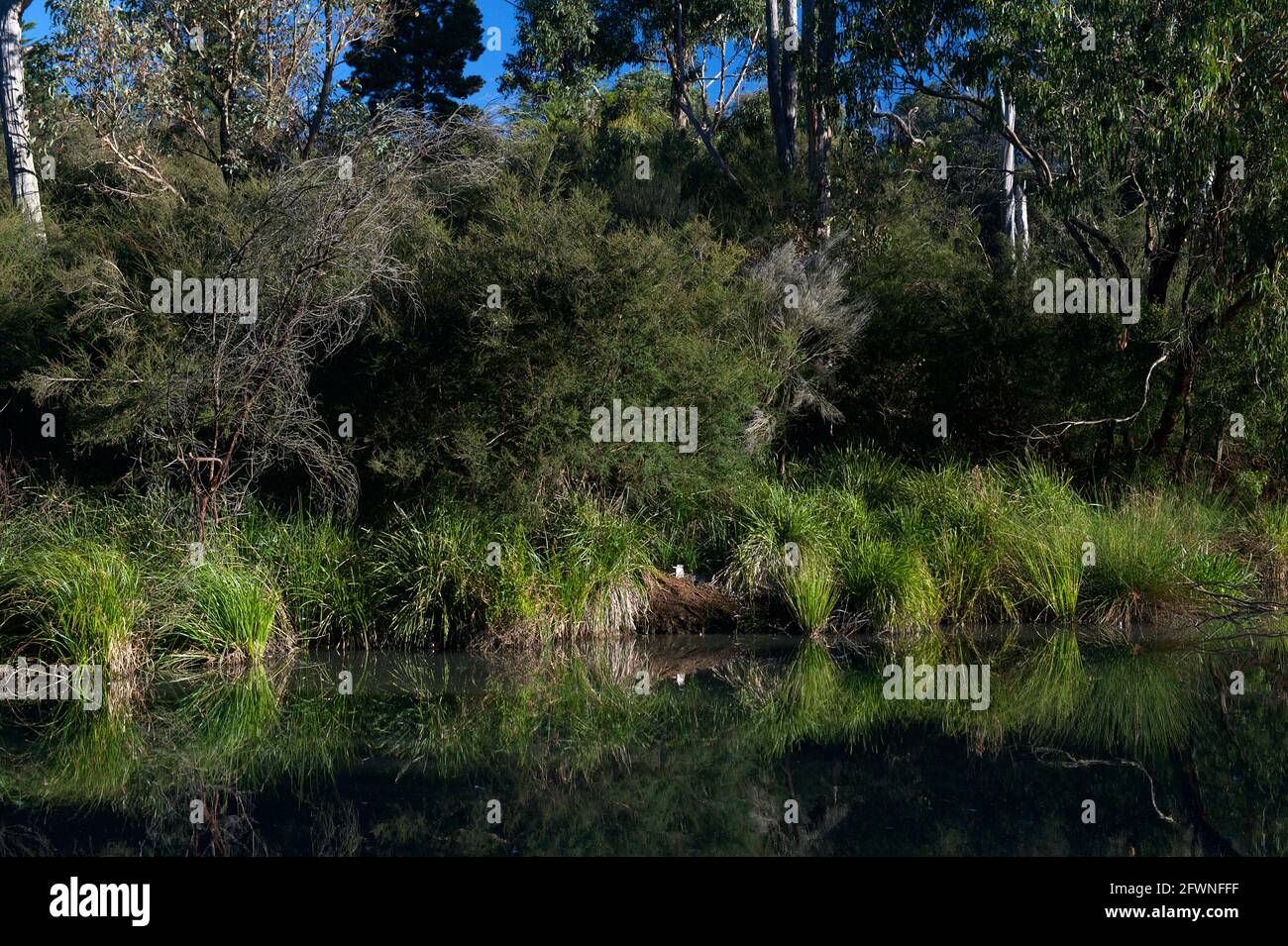 Die Ufer des Ringwood Lake sind von dichtem Grün gesäumt, was dies zu einer sehr natürlichen Umgebung macht. Der See liegt in der Stadt Maroondah, Victoria, aus. Stockfoto