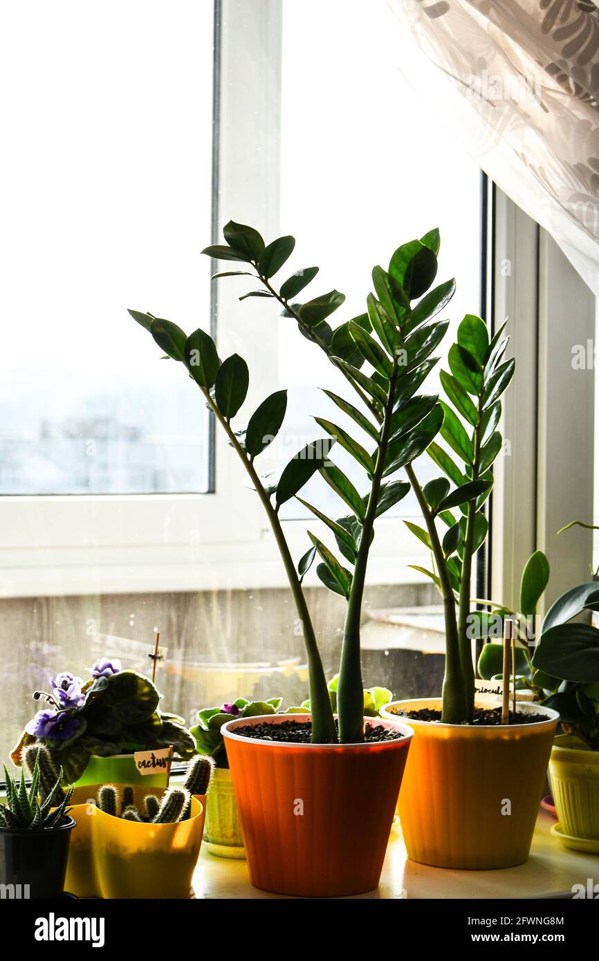 Verschiedene grne Topfpflanzen in der Nhe Fenster zu Hause. Fensterbank.  Bleib zu Hause. Setzlinge, Topfblumen, pflegen Blumen zu Hause. Grne  Blumen im Po Stockfotografie - Alamy