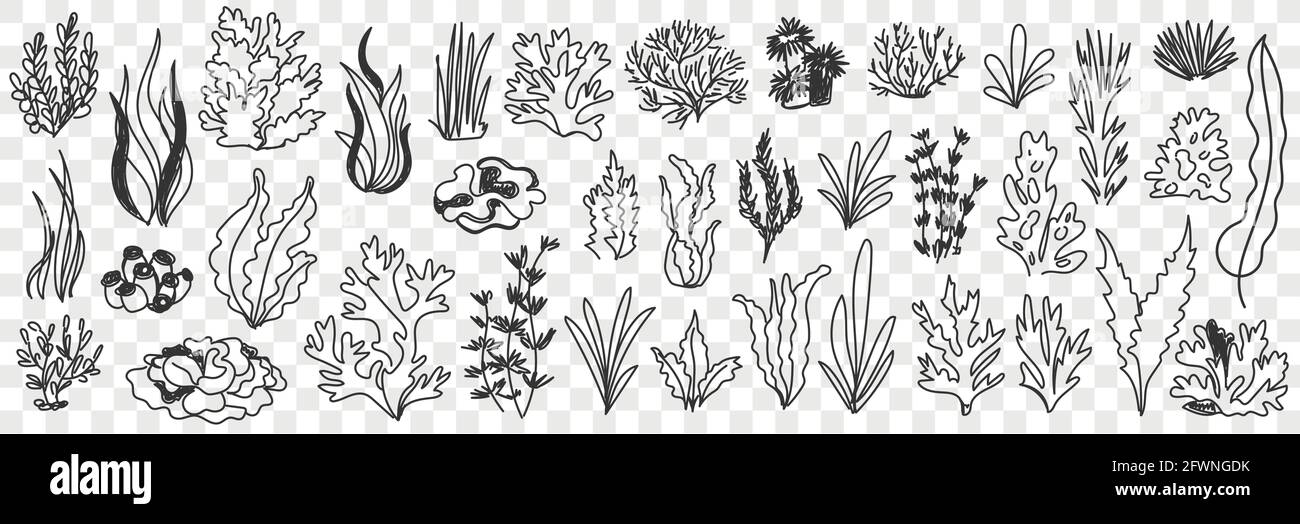 Wachsende Pflanzen Silhouetten Doodle Set. Sammlung von handgezeichneten verschiedenen Arten von Gras und Pflanzen wachsen natürliche Muster in Reihen isoliert auf transparentem Hintergrund Stock Vektor