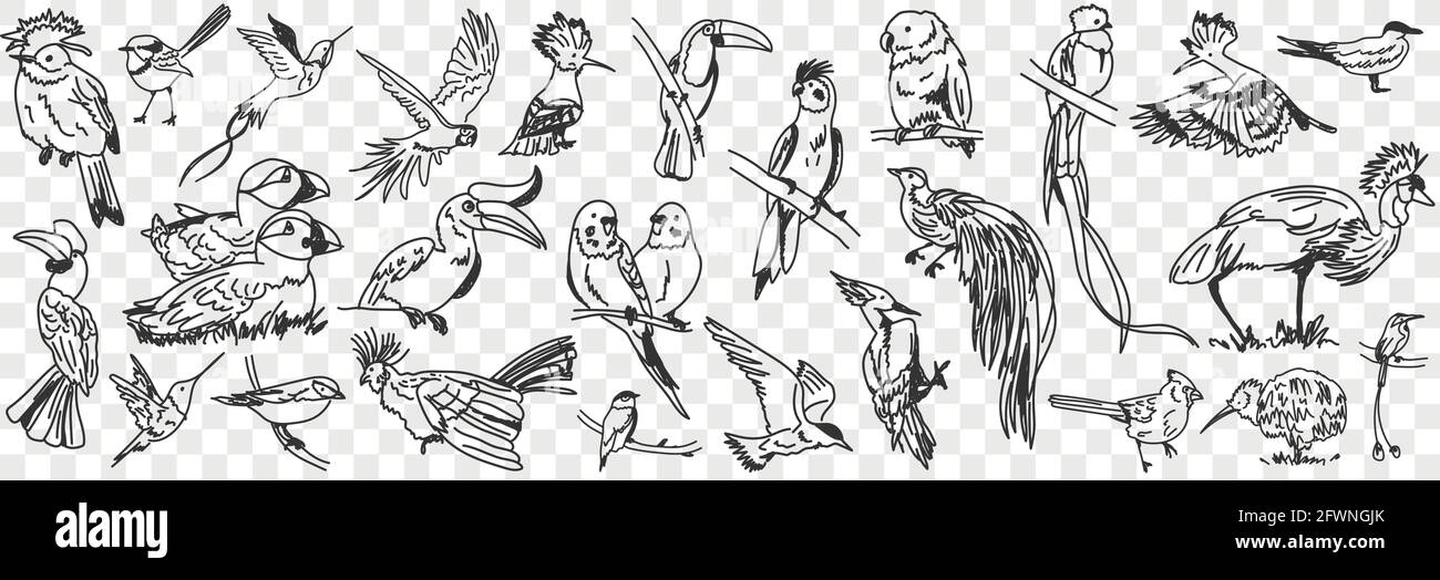 Arten von Vögeln Doodle Set. Sammlung von handgezeichneten verschiedenen Vögeln auf Natur Papageien Ententukan und andere auf Baumzweigen in Reihen isoliert auf transparentem Hintergrund Stock Vektor