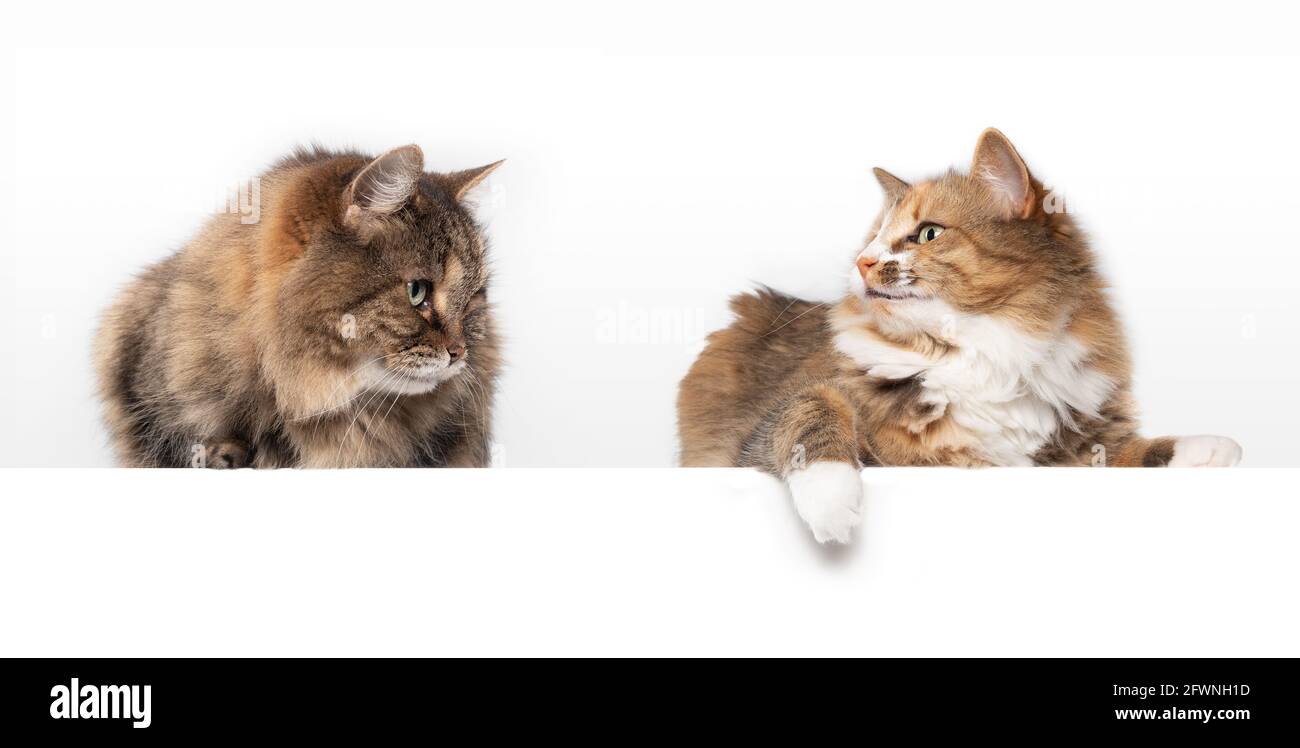 Katzen Hauen Sich Gegenseitig Auf Den Kopf Hierarchie kopf -Fotos und -Bildmaterial in hoher Auflösung – Alamy