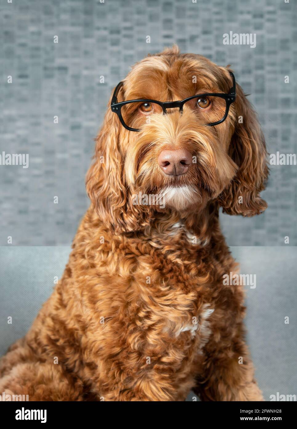 Smart Labradoodle Hund mit Brille. Niedlicher flauschiger Hund, der die Kamera mit Hörausdruck anschaut, während er auf dem Sofa sitzt. Konzept für das Lesen von Studenten. Stockfoto