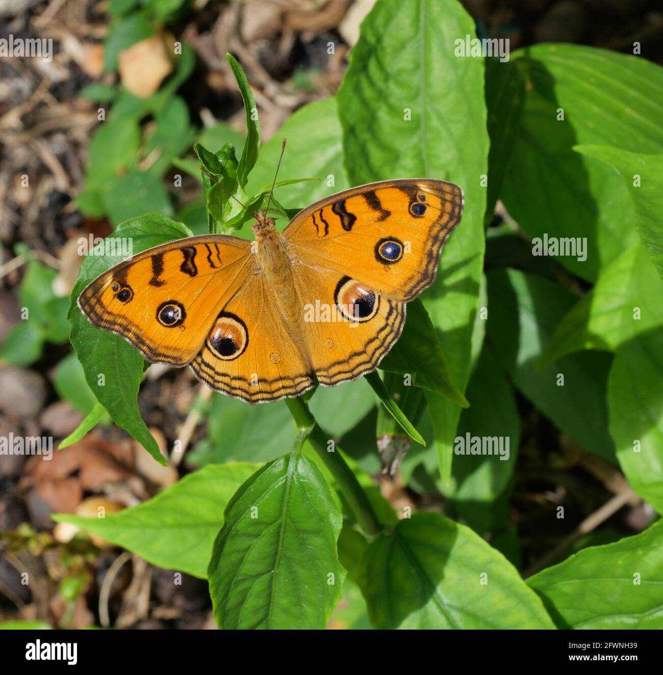 Der Pfauenpfannenschmetterling (Junonia almana) auf Blatt mit natürlichem grünem Hintergrund, Muster ähnlich wie die Augen auf dem Flügel eines orangefarbenen Insekts Stockfoto