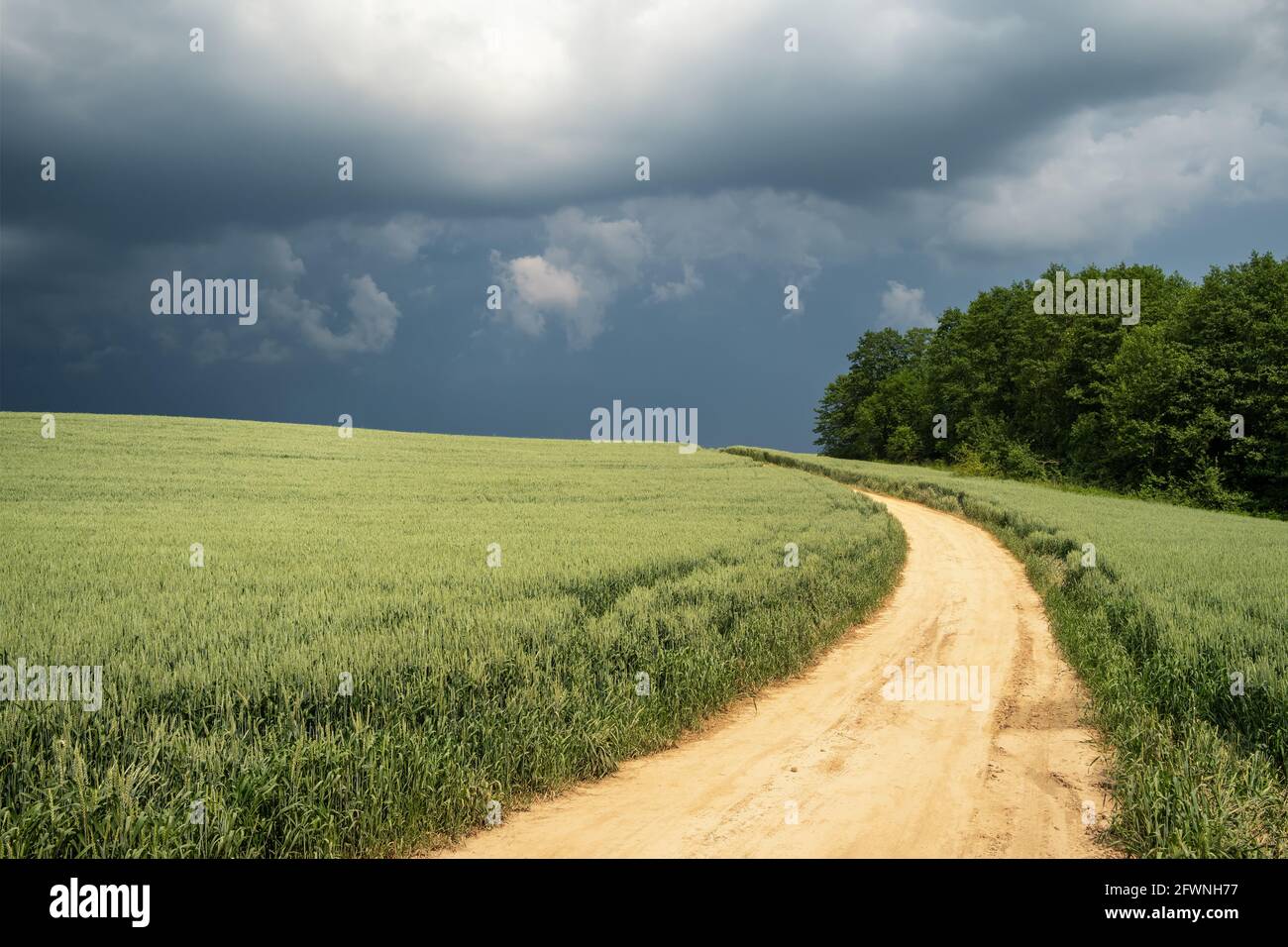 Ländliche Landschaft mit einer Landstraße zwischen Weizenfeld und Wald Stockfoto