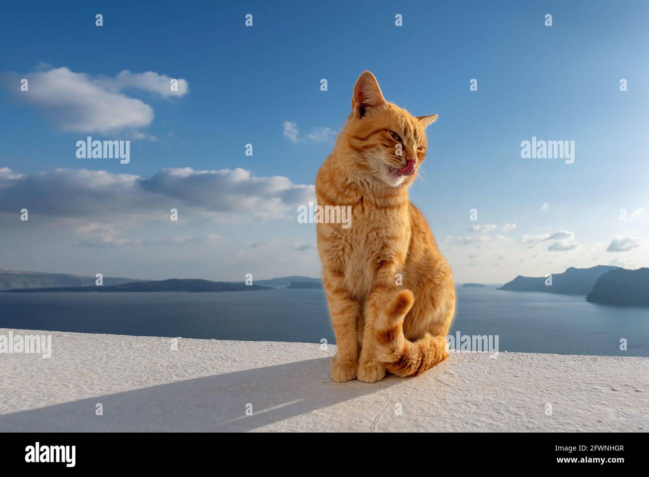 Rote Katze auf der Terrasse bei Sonnenuntergang auf Santorini, Griechenland Stockfoto