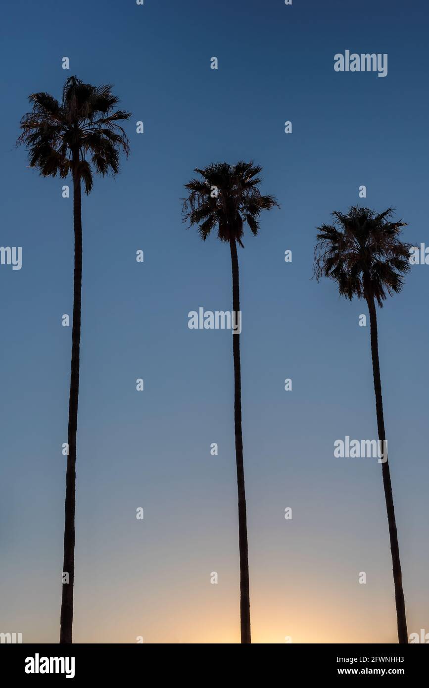 Palmen bei Sonnenuntergang am kalifornischen Strand Stockfoto