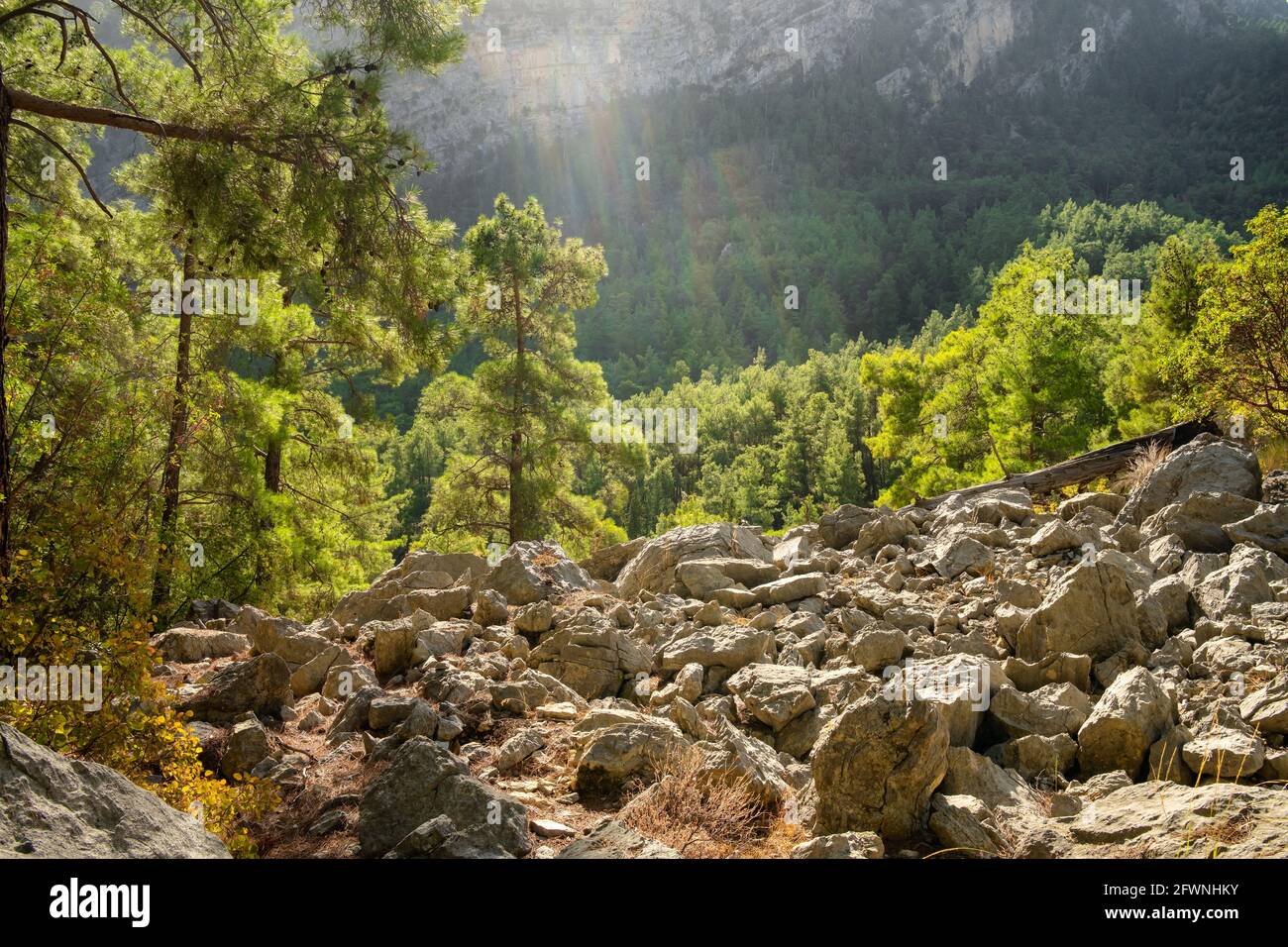 Schöner Kiefernwald mit Hintergrundbeleuchtung in den Bergen. Stockfoto