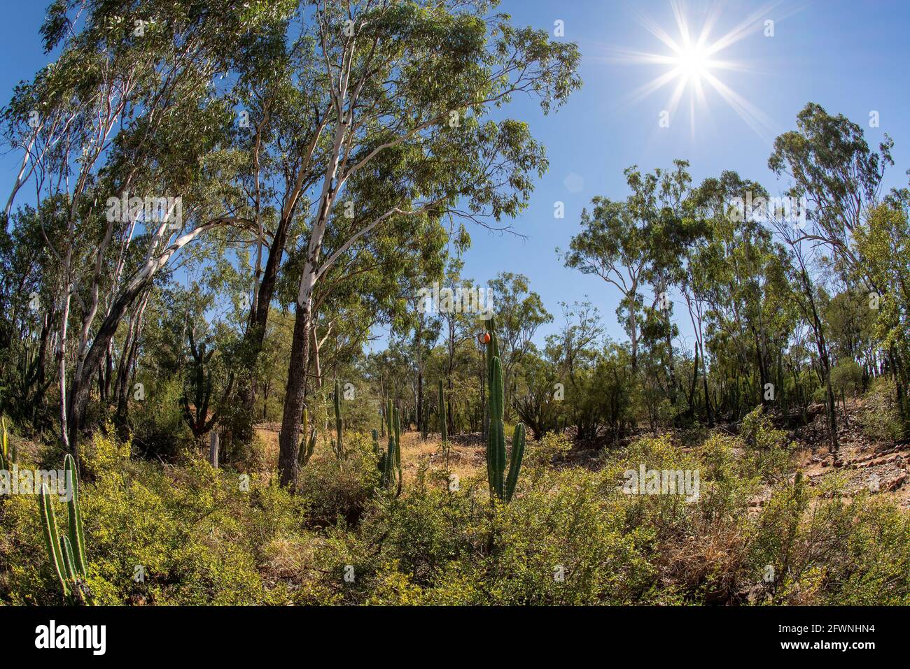 Landschaft infiziert mit sich ausbreitenden stacheligen Birnen Übernahme von den einheimischen Bäumen und Vegetation, grelle Sonne am Himmel, Fischaugenlinse Stockfoto