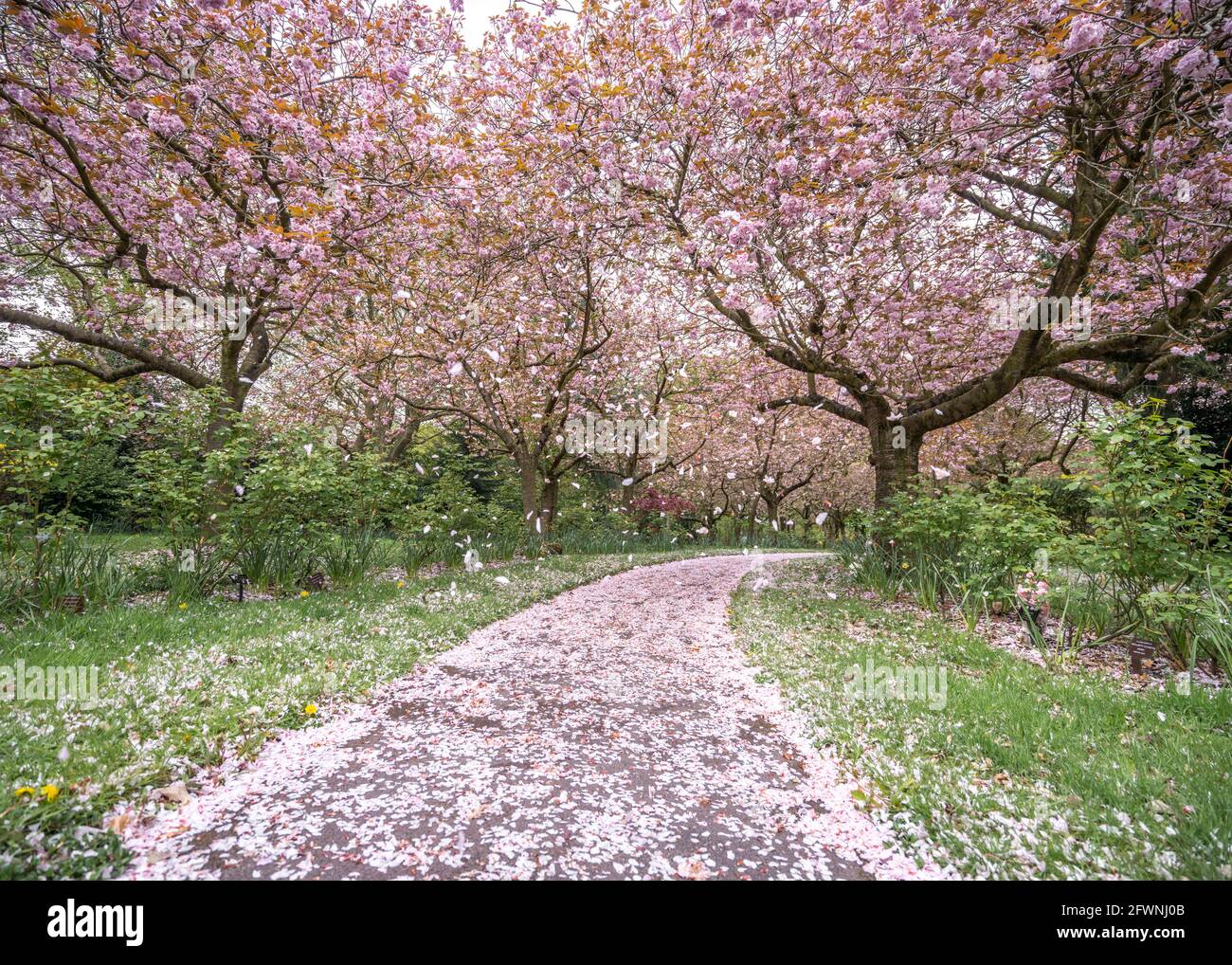 Kirschblütenbäume in voller Blüte im Frühling mit rosa Blütenblättern, die im Wind zu Boden fallen. Rosa Blütenblätter bedecken den Fußweg, der führt Stockfoto