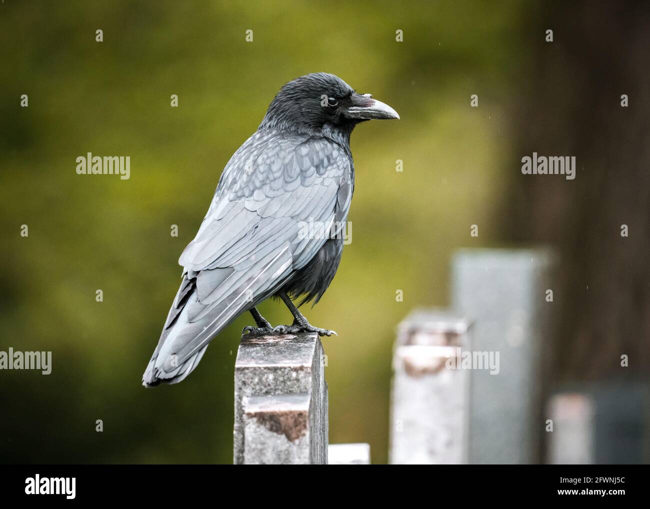 Großer, gruseliger Rabe, schwarzer Wildvögel mit scharfem Schnabel und Krallen, der auf gruseligem, unheimlichen Grabsteinen auf dem Friedhof auf dem Kirchhof thront. Schlechtes Omen. Stockfoto