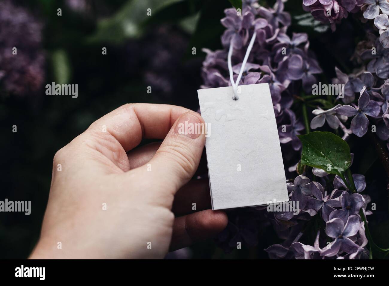 Frauenhand mit leerem Geschenkanhänger, Etikett. Lila Flieder blüht im Garten. Moody Spring Mockup. Geburtstagsfeier. Geschäft, Verkaufskonzept Stockfoto
