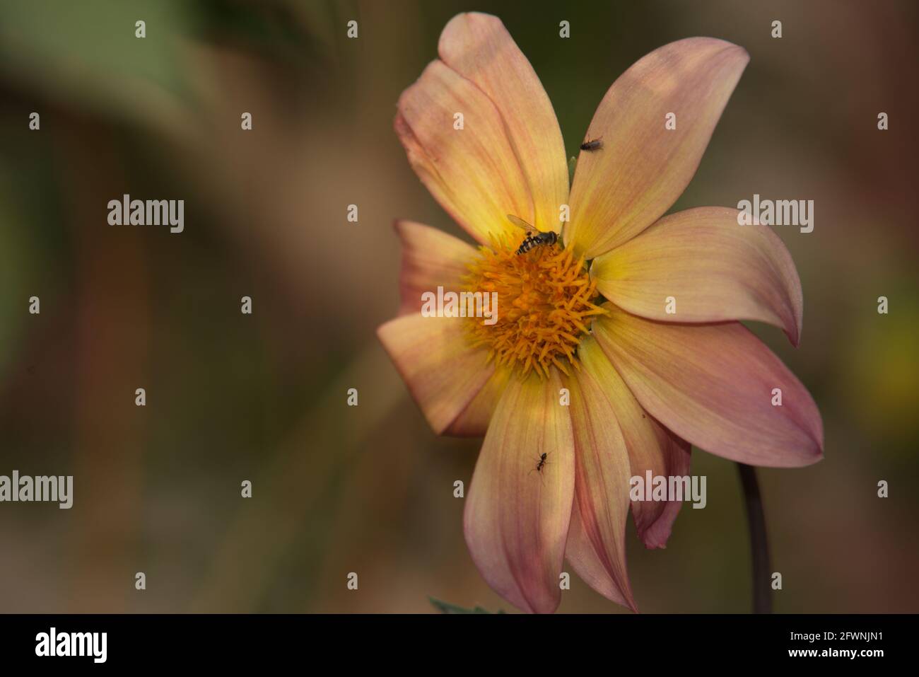 Dahlia ist eine Gattung von buschigen, tuberösen, krautigen mehrjährigen Pflanzen aus Mexiko und Mittelamerika. Blumen mit Honigbiene, Makrofotografie Stockfoto