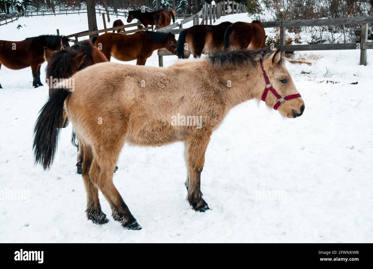 KIso Pferde in einem Stall auf dem Plateau der Kaida Versuch, diese vom Aussterben bedrohten Rasse zu retten. Präfektur Nagano, Japan. Stockfoto