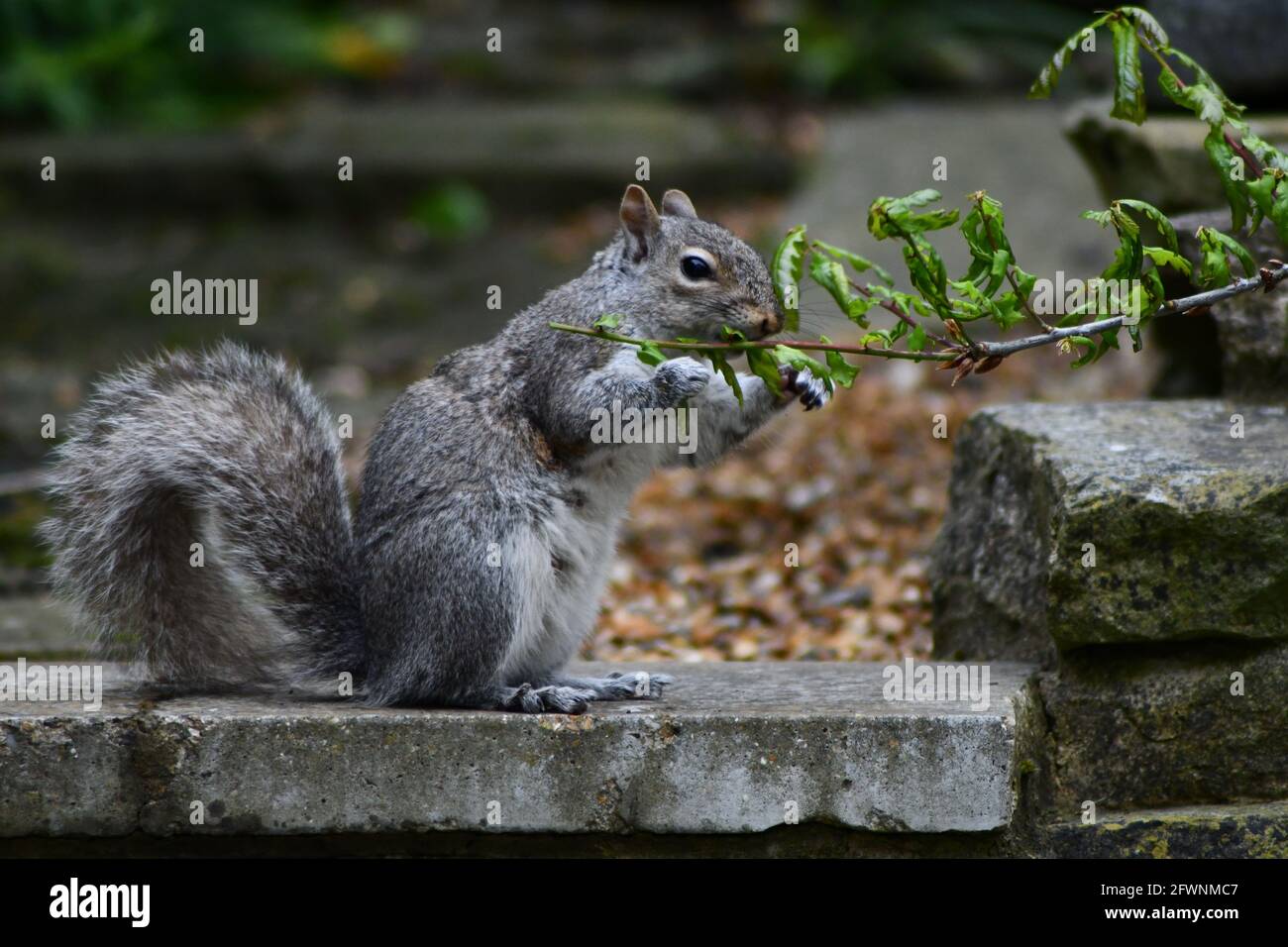 Graues Eichhörnchen mit buschigem Schwanz, das ein Grün von einem frisst Verzweigung Stockfoto
