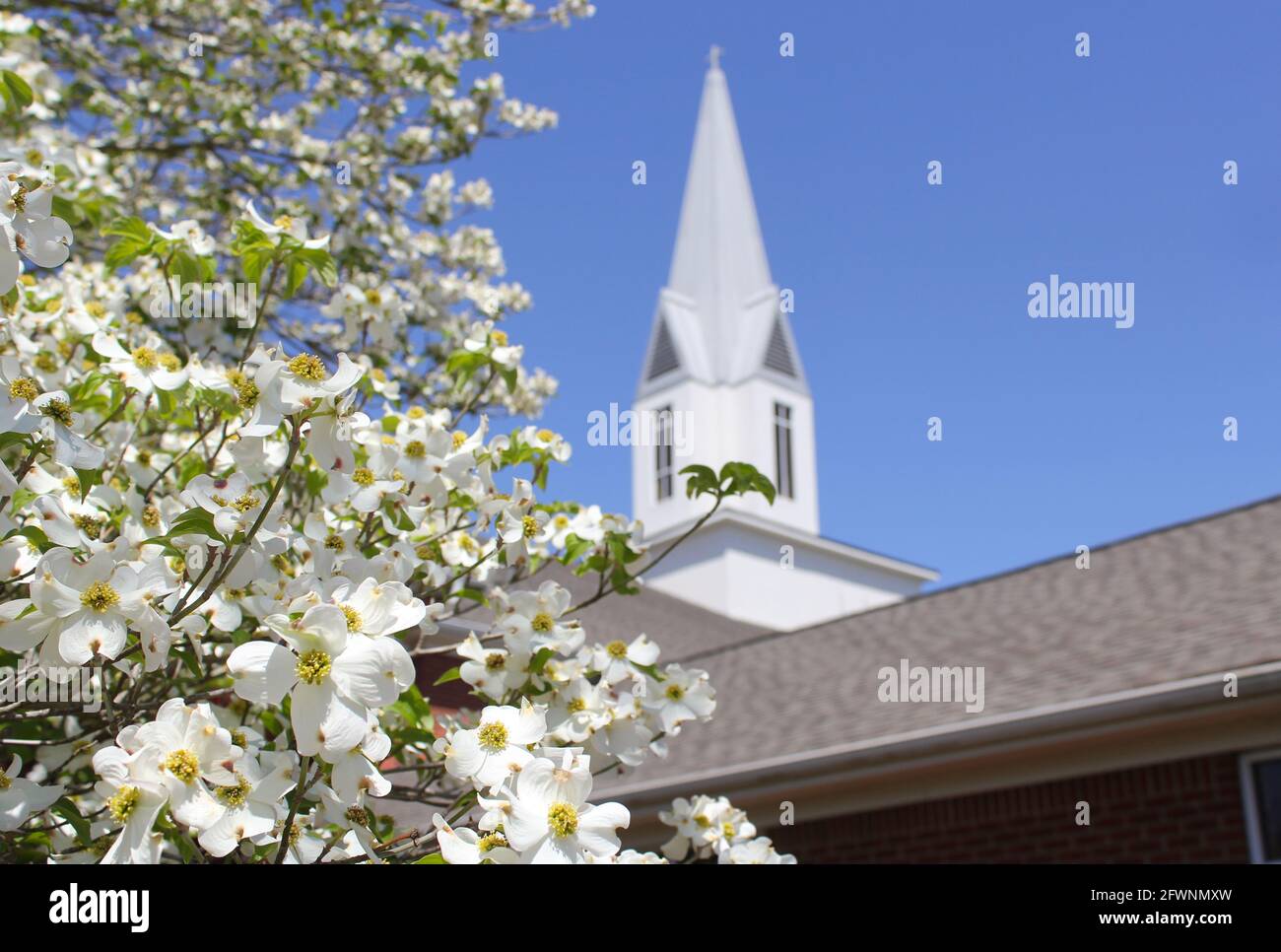 Dogwood Baum in Blüte mit Kirchturm im Hintergrund Stockfoto