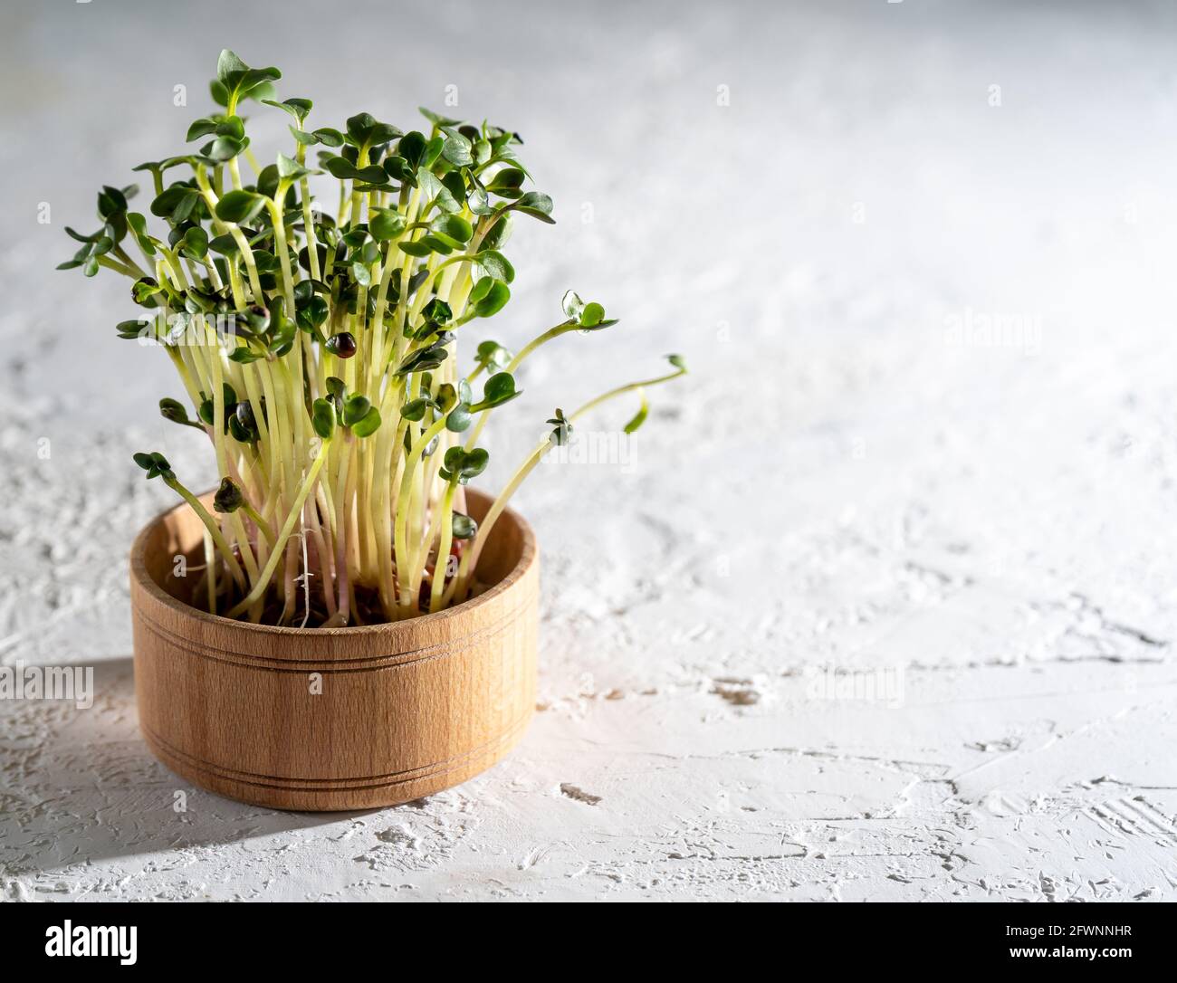 Flachs, Kohl, Salat, Rettichsprossen in einer Holzschüssel. Wachsen Sie für Lebensmittel mikrogrün. Gesunde Vitaminnahrung. Samen keimen. Anbauen von Micro Greens zu Hause. Blatt und Triebe einer grünen Pflanze. Speicherplatz kopieren Stockfoto