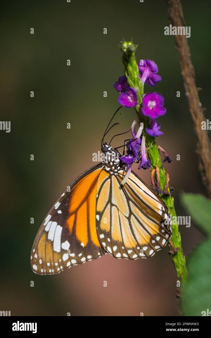 Ein wunderschöner gestreifter Tiger-Schmetterling auf Tarpeta-Blüten in einem Waldgebiet in Mumbai, Indien Stockfoto