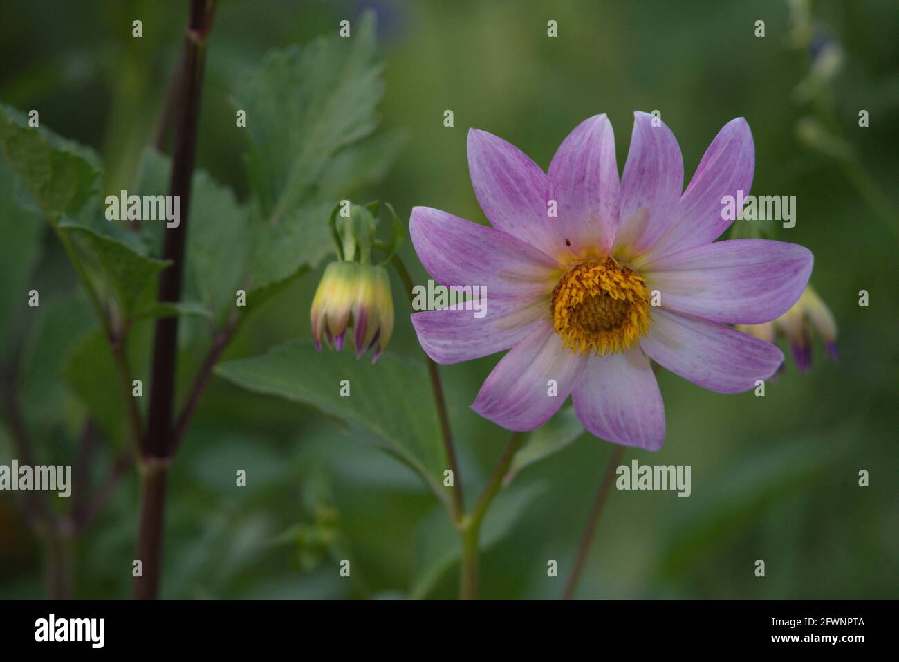 Dahlia ist eine Gattung von buschigen, tuberösen, krautigen mehrjährigen Pflanzen aus Mexiko und Mittelamerika. Blumen mit Honigbiene, Makrofotografie Stockfoto