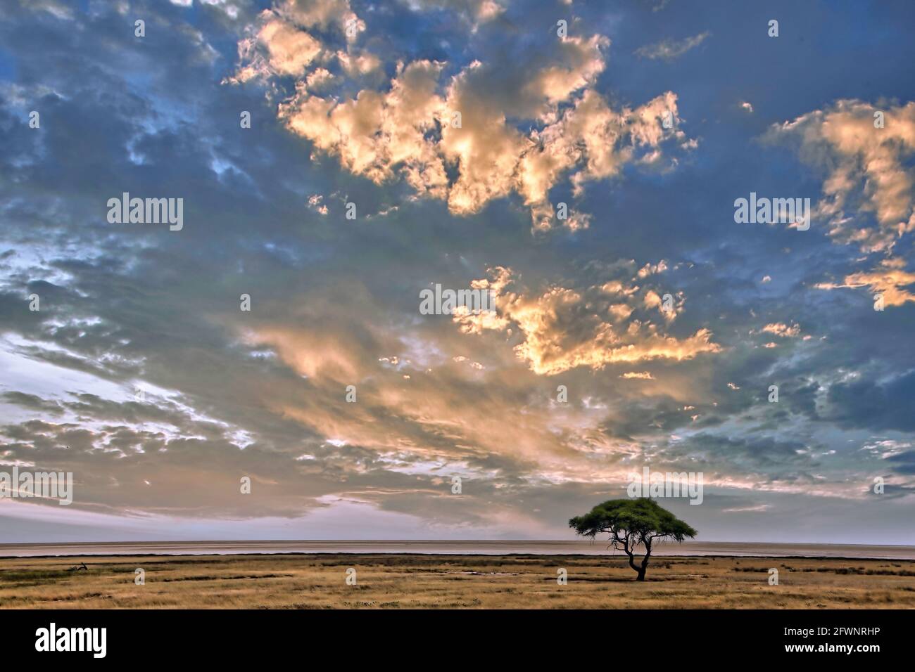 Landschaft im Etosha National Park, Namibia Stockfoto