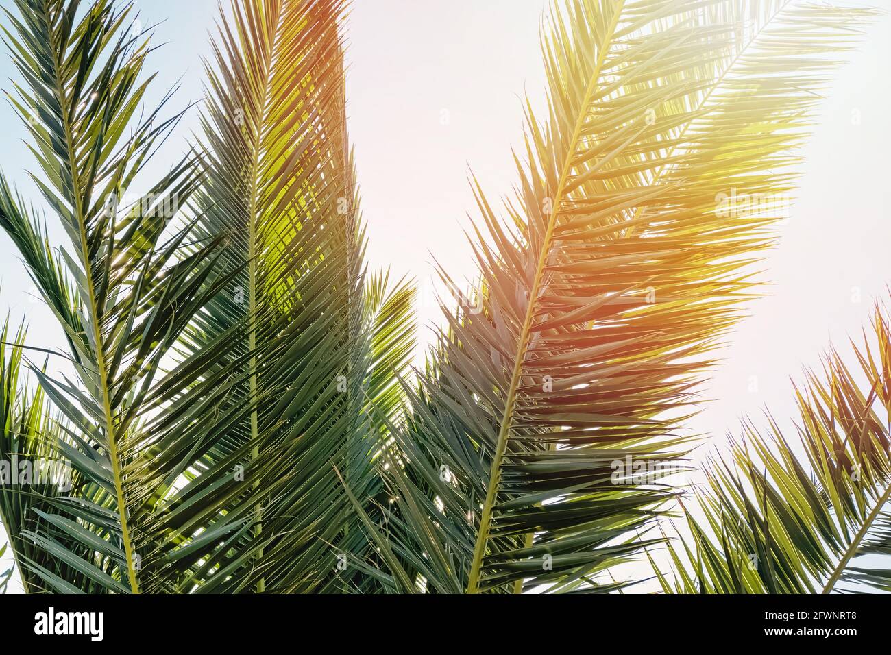 Nahaufnahme der Blätter tropischer Palmen mit Sonneneinstrahlung. Stockfoto