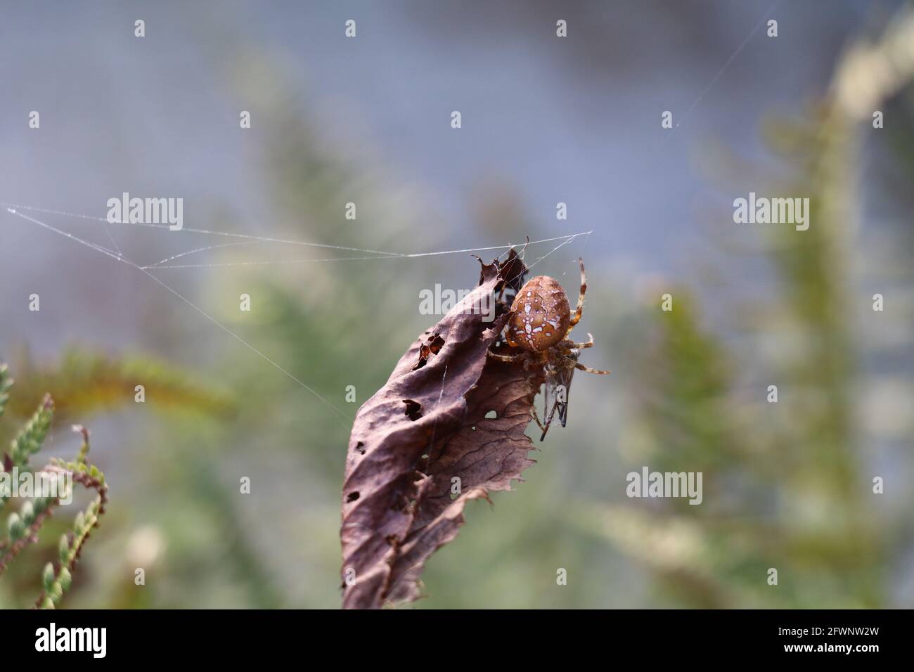 Gartenspinne mit Beute, die ein Netz um ein totes Blatt bildet Stockfoto