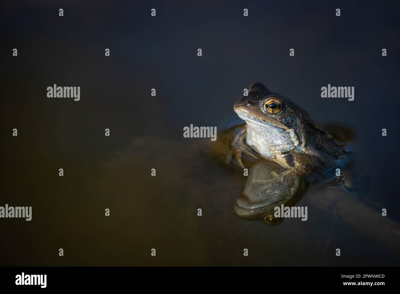 Während der Paarungssaison im Wasser Frosch für Erwachsene Stockfoto