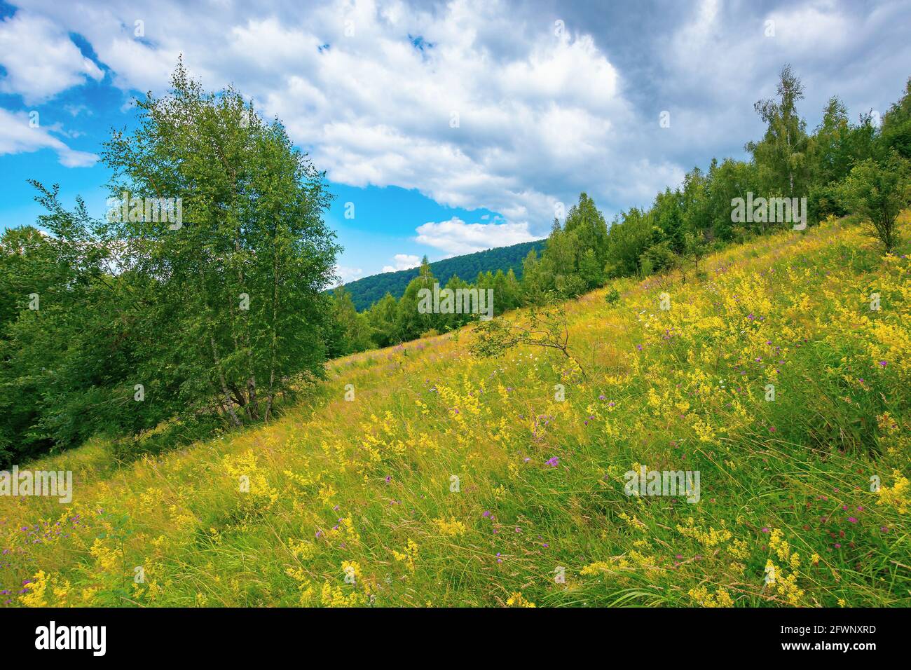 Wald auf der grasbewachsenen Bergwiese. Berglandschaft an einem bewölkten Sommertag Stockfoto