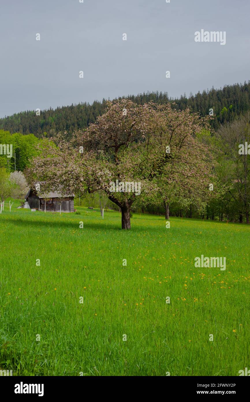 Ein alter Birnenbaum blüht inmitten eines grünen Feldes mit einer Scheune dahinter. In der Ferne liegt der Berg und der Nadelwald. Stockfoto