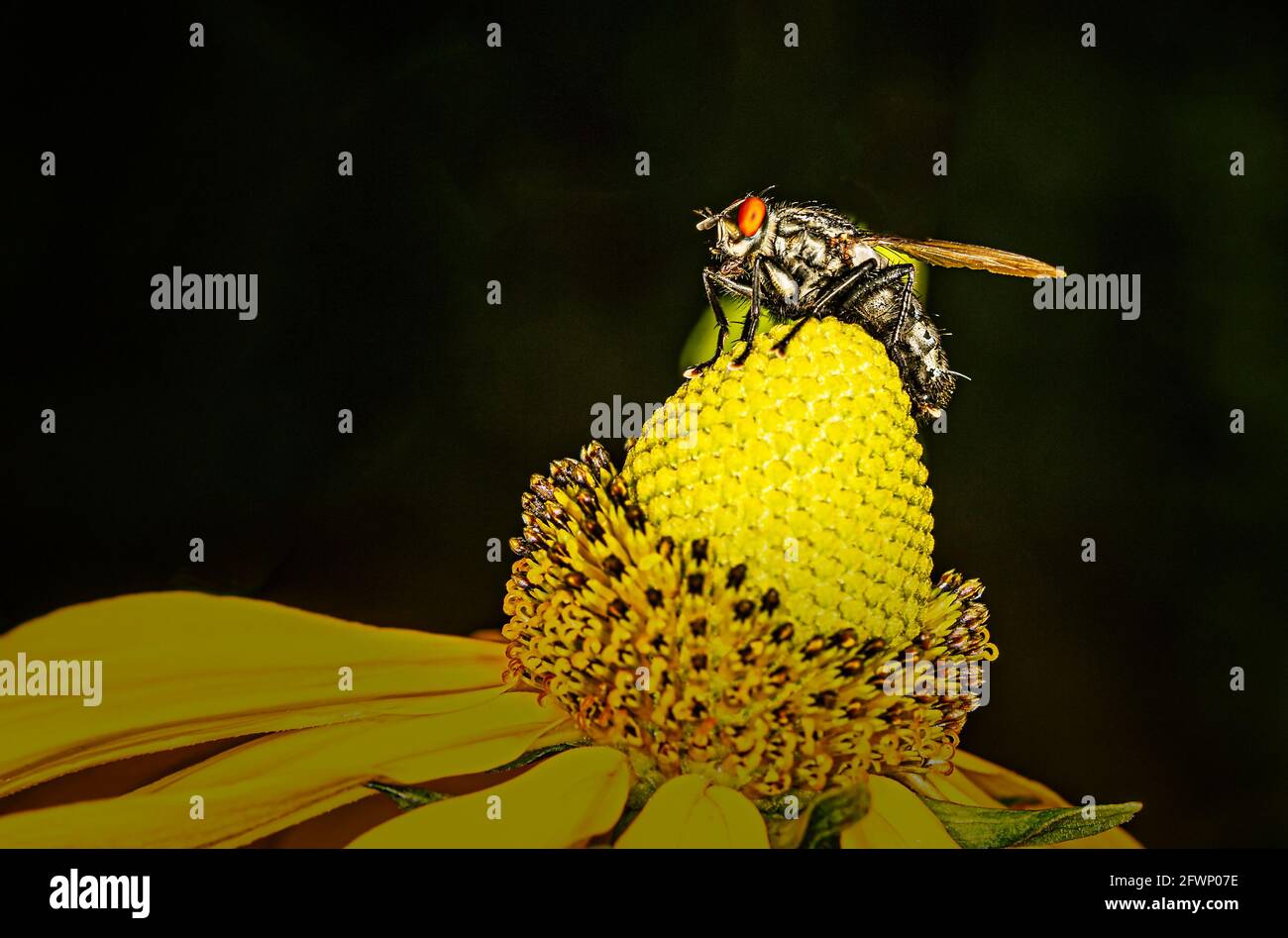 Eine Fliege auf einer gelben Blüte Stockfoto