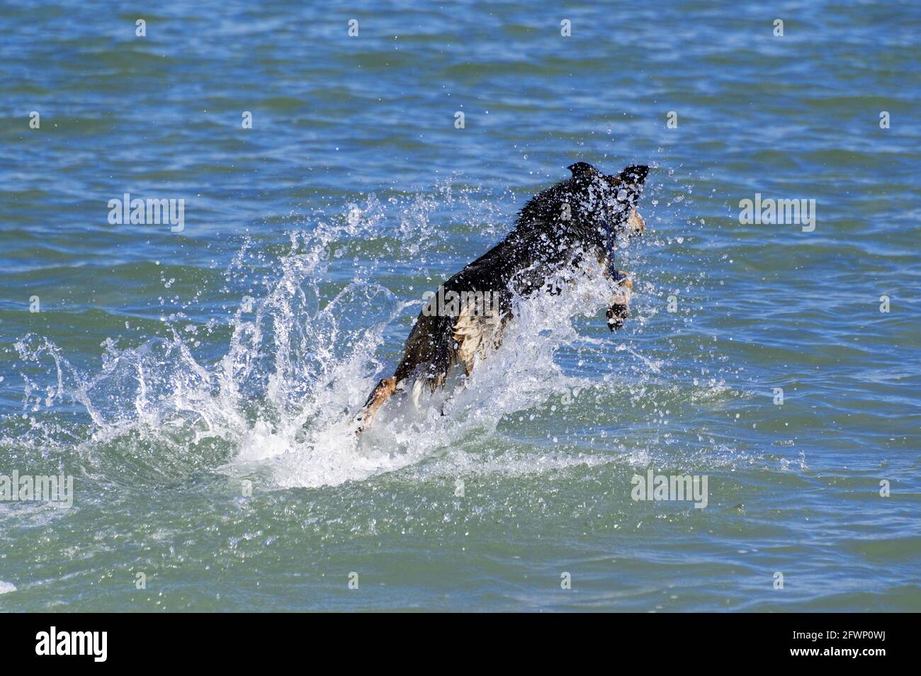 An einem Sommertag springt ein Hund ins Meer Um einen Stock zu holen Stockfoto