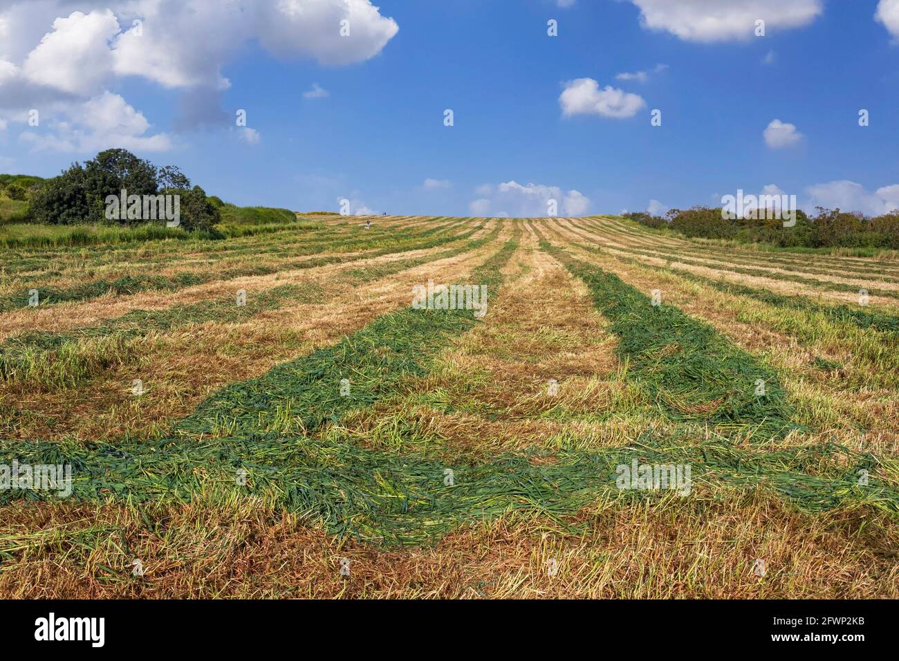 Landwirtschaftliches Feld mit frisch geschnittenem Gras an einem blauen Himmel mit Wolken. Israel Stockfoto