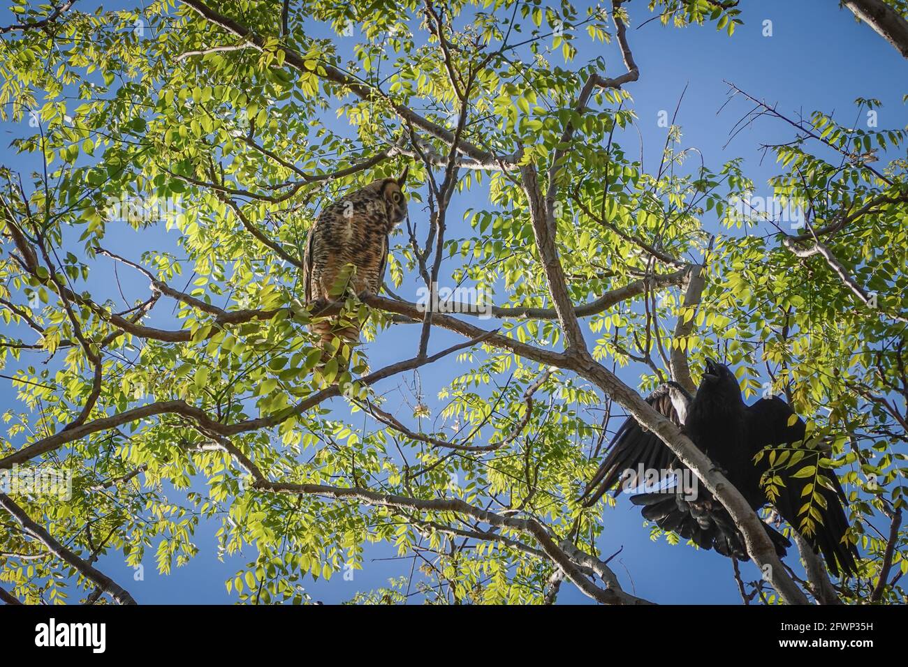 Die große gehörnte Eule, Bubo virginianus, thronte auf einem Ast und wurde von Krähen in der Stadt Irvine, Orange County, Kalifornien, belästigt Stockfoto