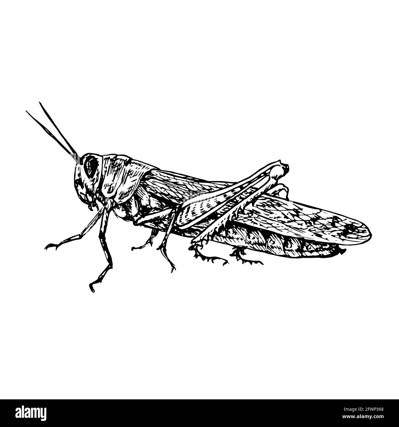 Wanderheuschrecke (Locusta migratoria) sitzende Seitenansicht, Tiefdruck-Stil Tusche Zeichnung Illustration isoliert auf weiß Stockfoto