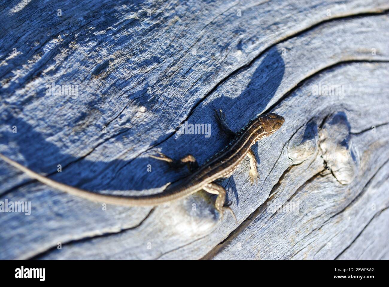 Schöne graue Eidechse auf trockenem rissigen Holzstamm, Draufsicht Stockfoto