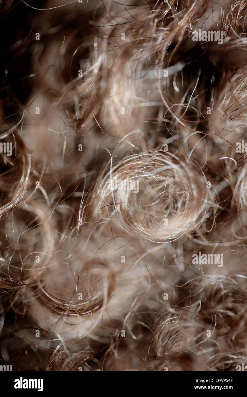 Hund braun lockige Haare Nahaufnahme lagotto romagnolo abstrakten Hintergrund Moderne, hochwertige Großformatdrucke Stockfoto