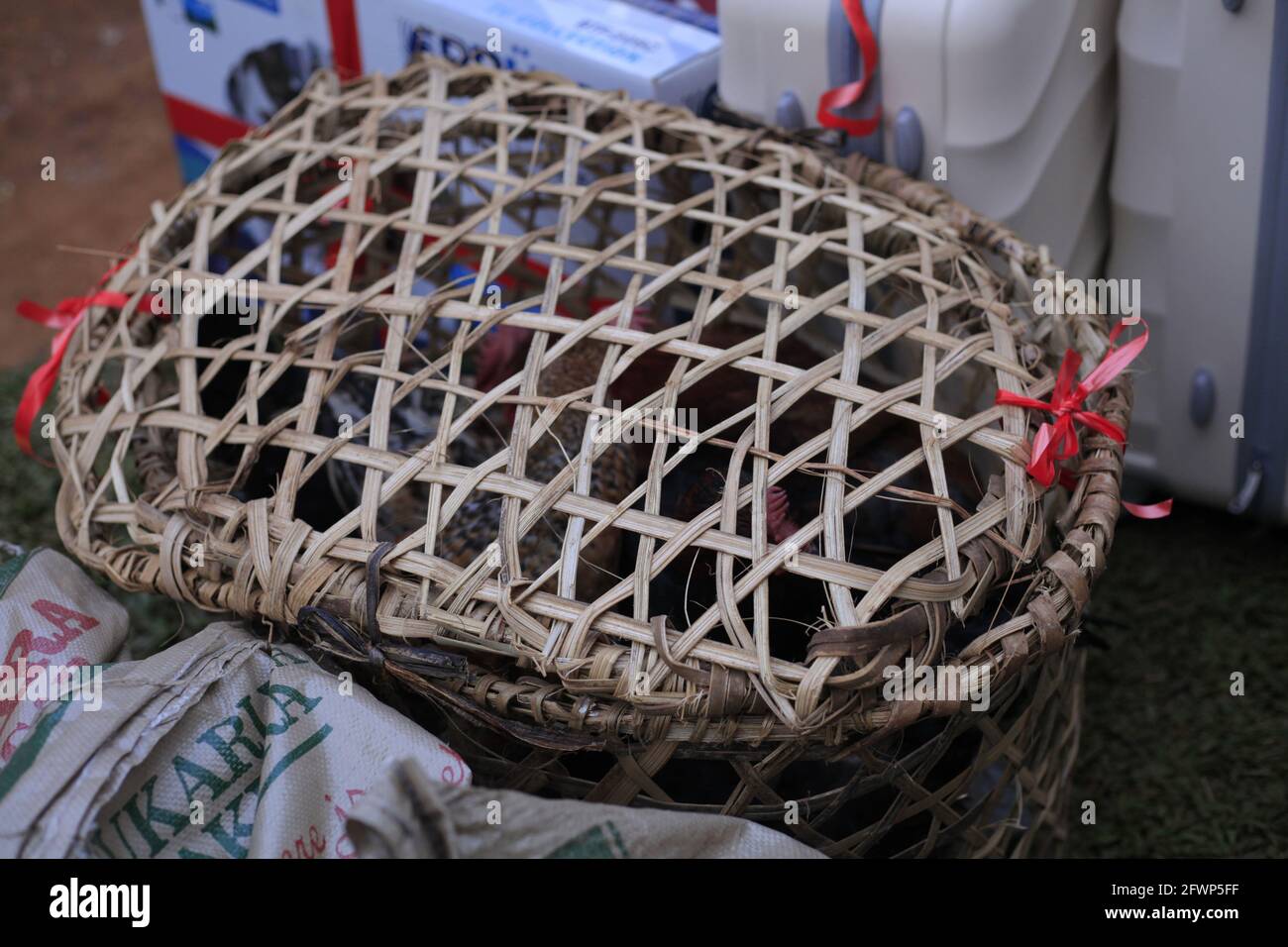 Korb mit Hühnern, die von den Buganda-Männern am Hochzeitstag zum Hochzeitstag oder Einführungstag gebracht wurden Stockfoto Korb mit Hühnern, die von den Buganda-Männern am Hochzeitstag zum Hochzeitstag oder Einführungstag gebracht wurden Stockfoto