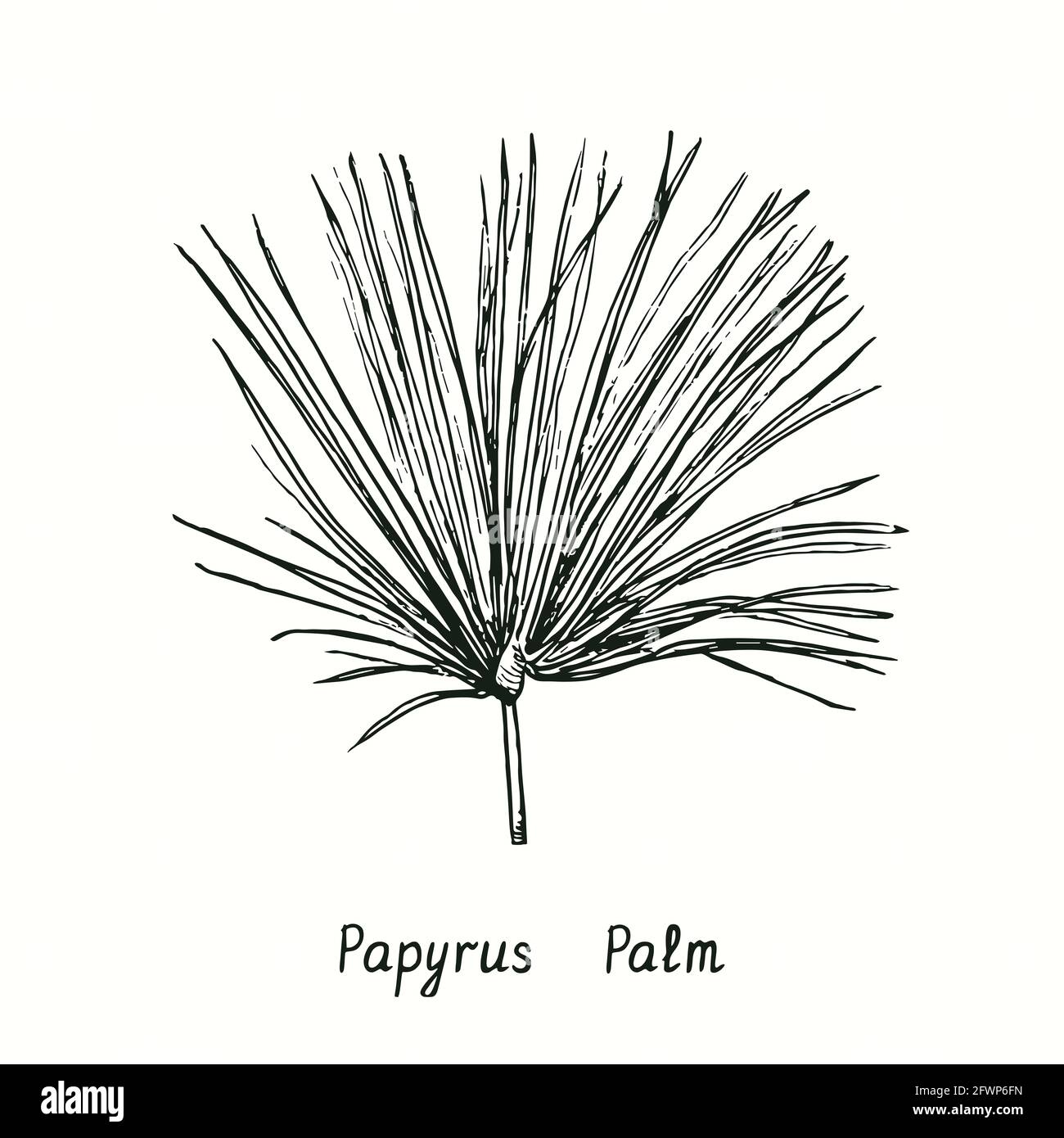 Papyrus Palmwedel. Tusche schwarz-weiße Doodle Zeichnung im Holzschnitt-Stil. Stockfoto