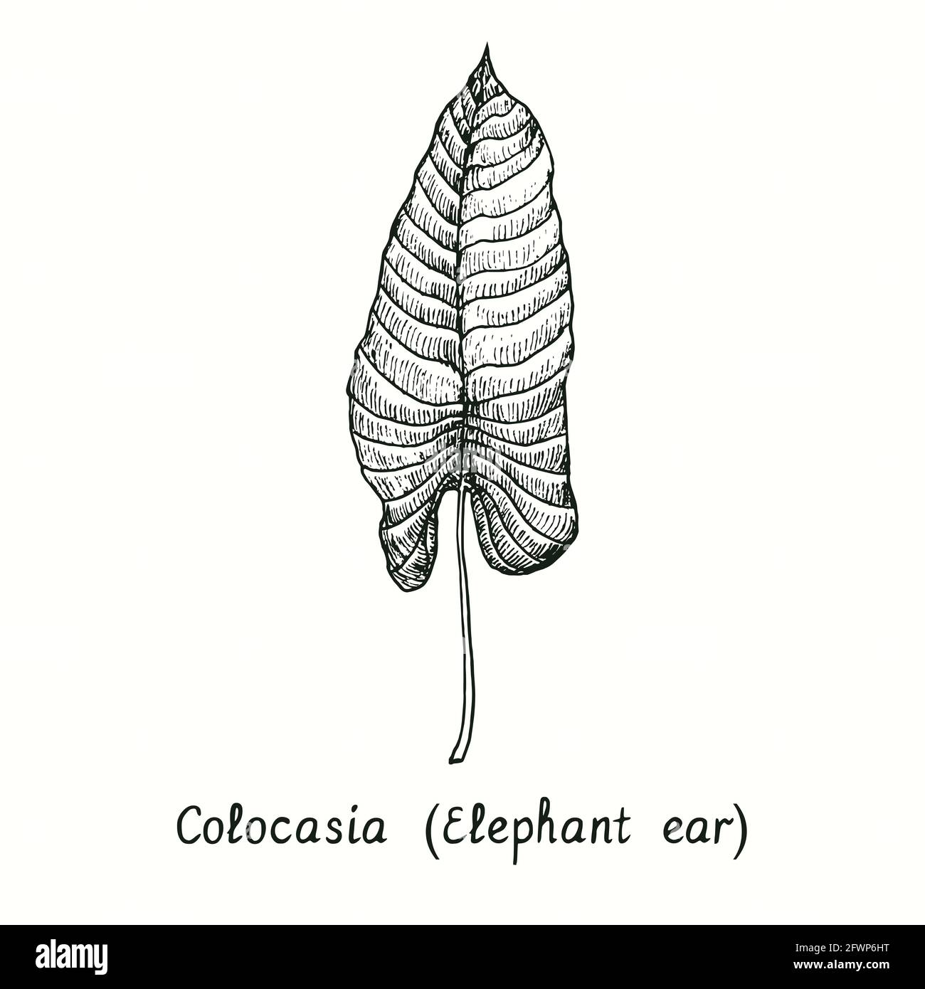 Colocasia (Elefantenohr) Blatt. Tusche schwarz-weiße Doodle Zeichnung im Holzschnitt-Stil. Stockfoto