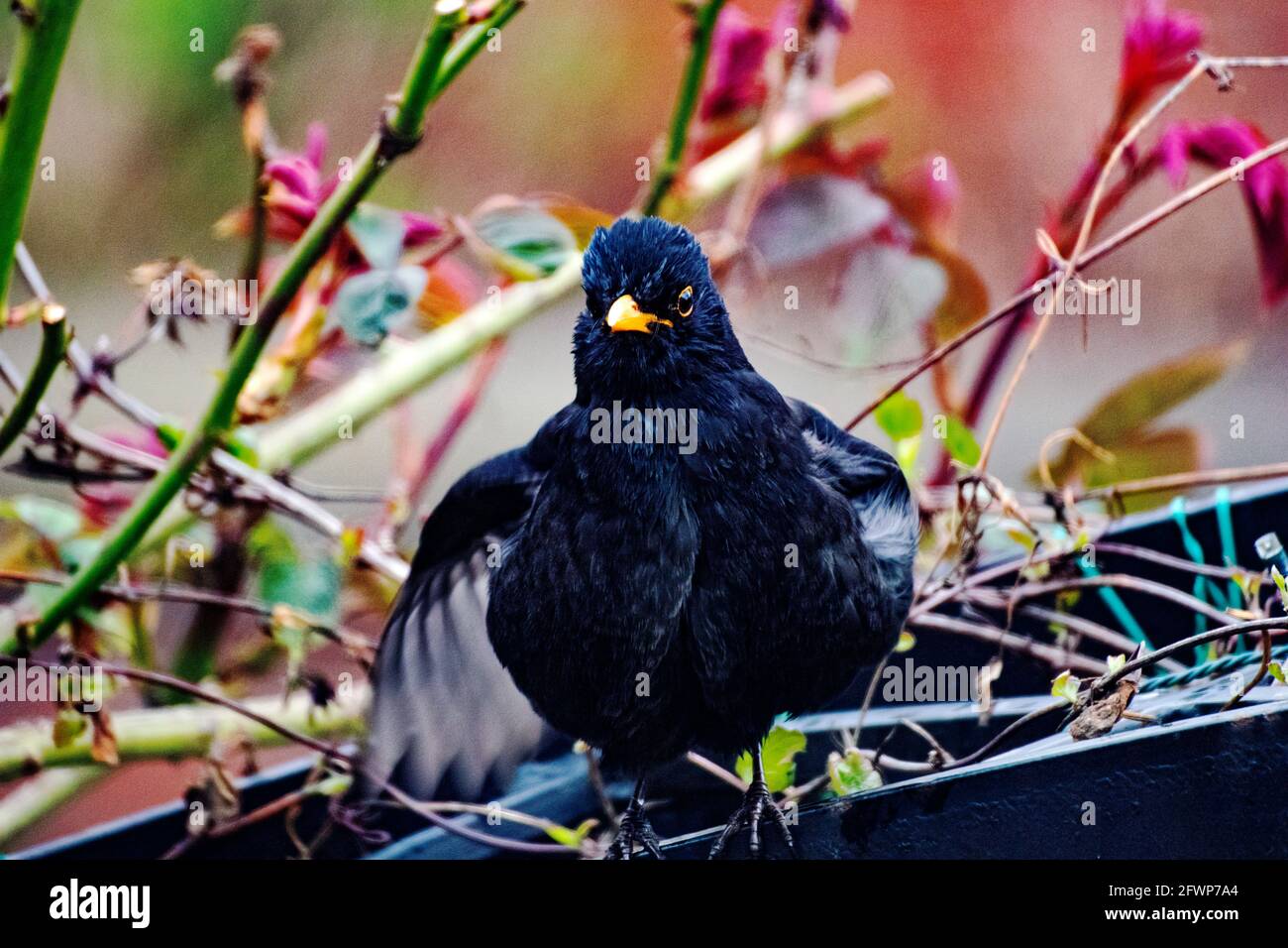 Blackbird thront in England Stockfoto