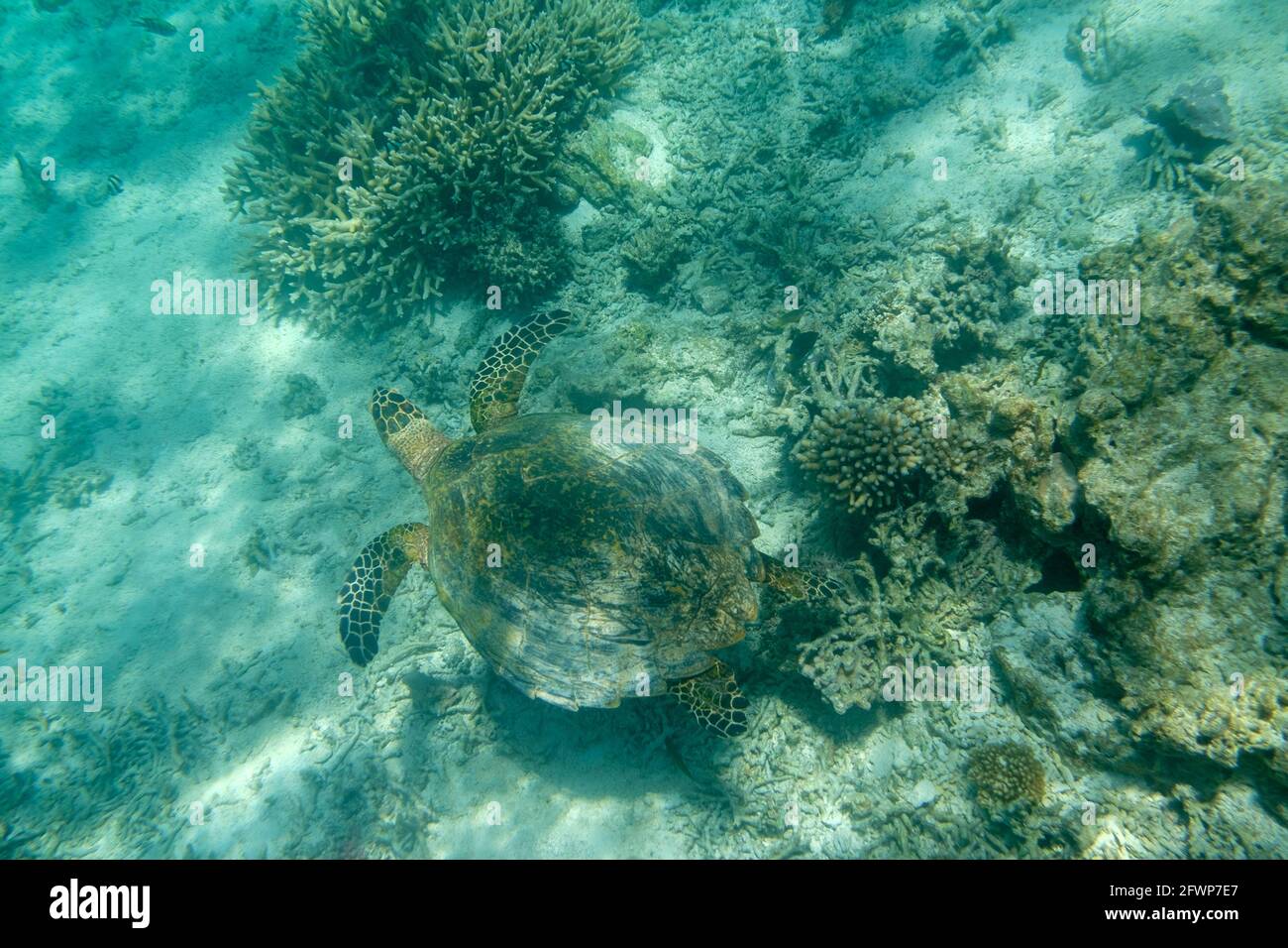 Lady Musgrave Island, Queensland, Australien Stockfoto