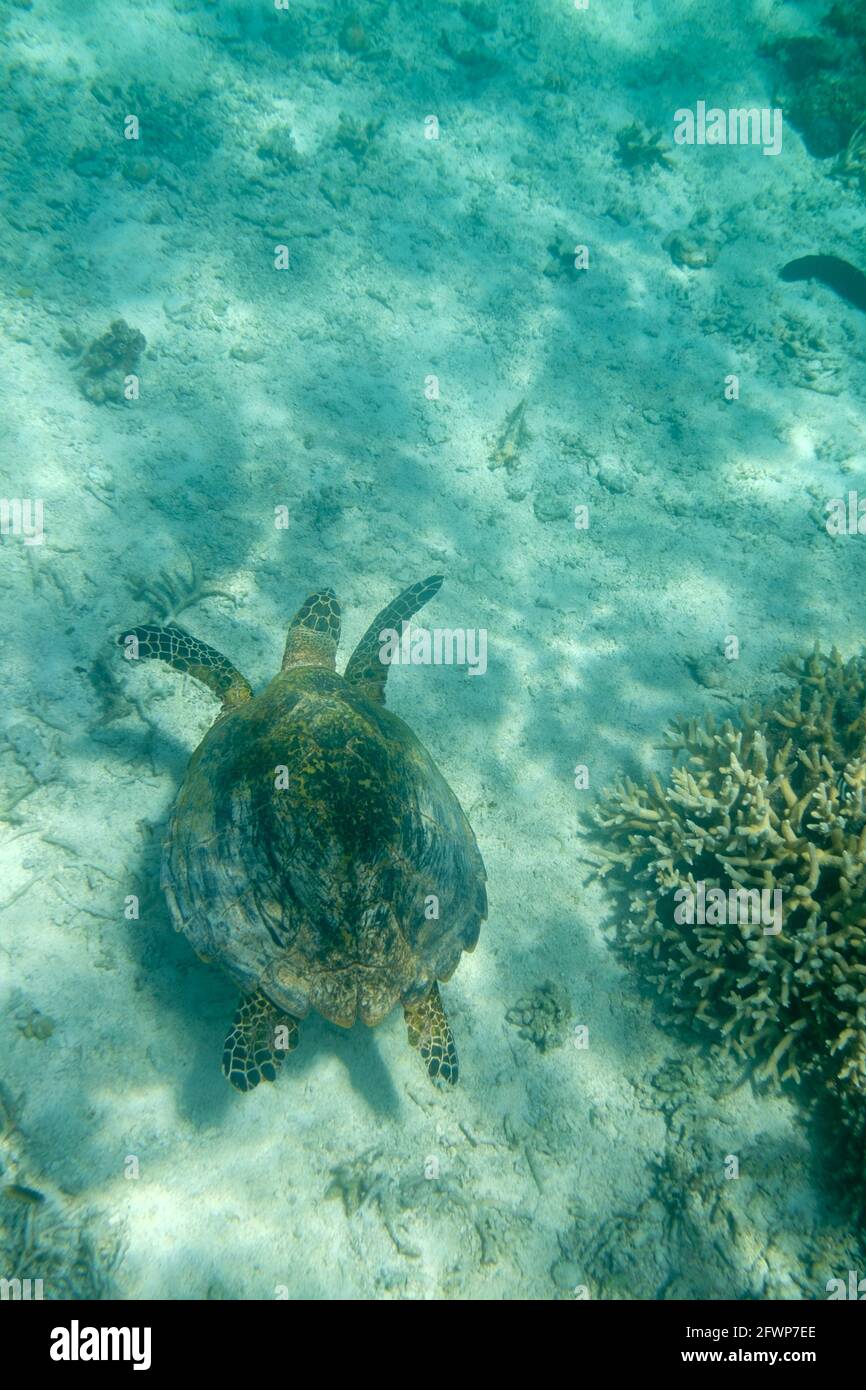 Lady Musgrave Island, Queensland, Australien Stockfoto