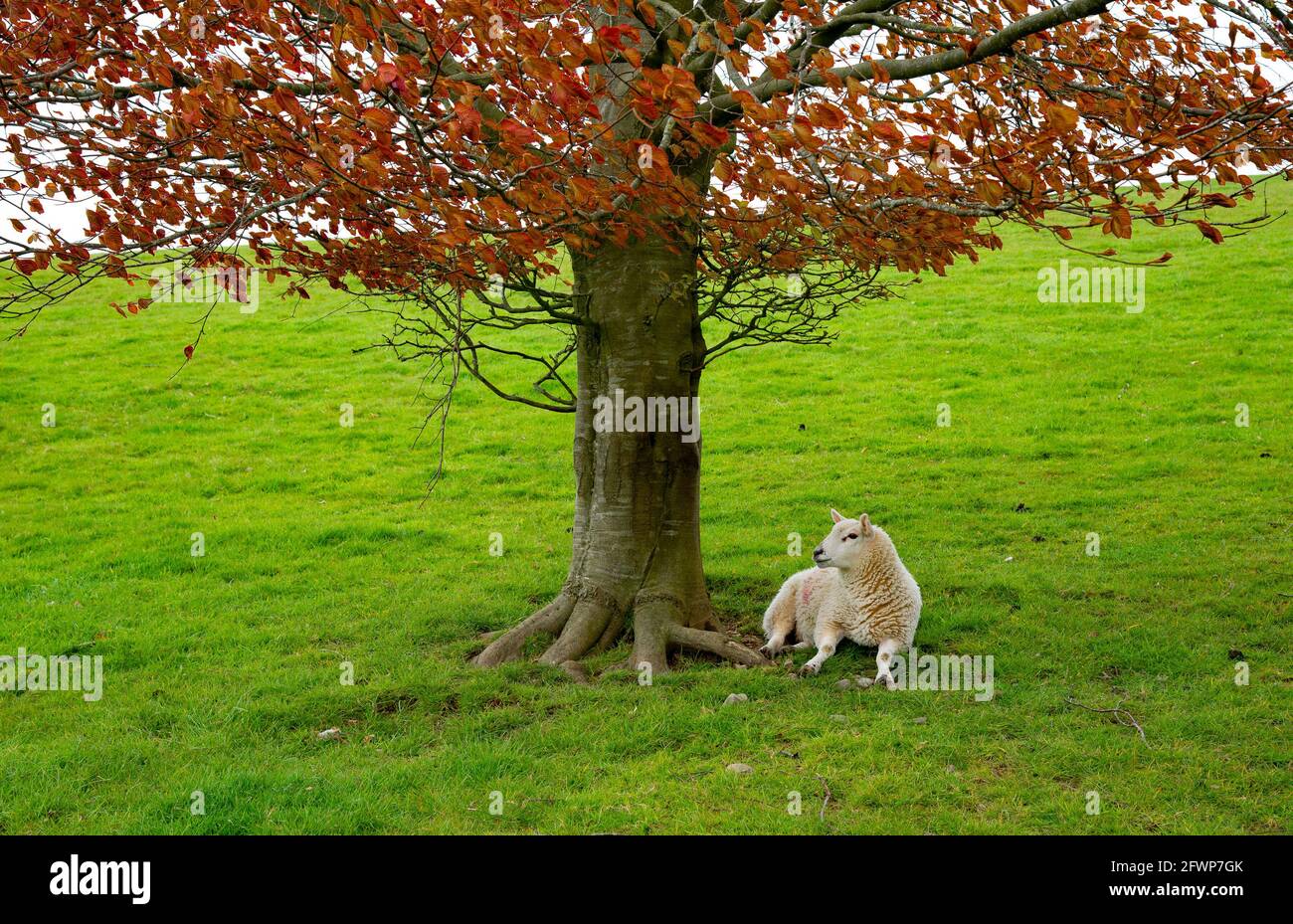Ein Lamm, das unter einem rotblättrigen Baum liegt, Milnthorpe, Cumbria. VEREINIGTES KÖNIGREICH Stockfoto