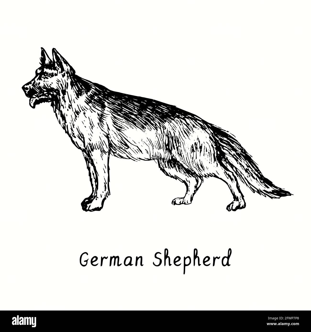 Deutscher Schäferhund (Deutsche Schäferhund) stehende Seitenansicht. Tusche schwarz-weiße Doodle Zeichnung im Holzschnitt-Stil. Stockfoto