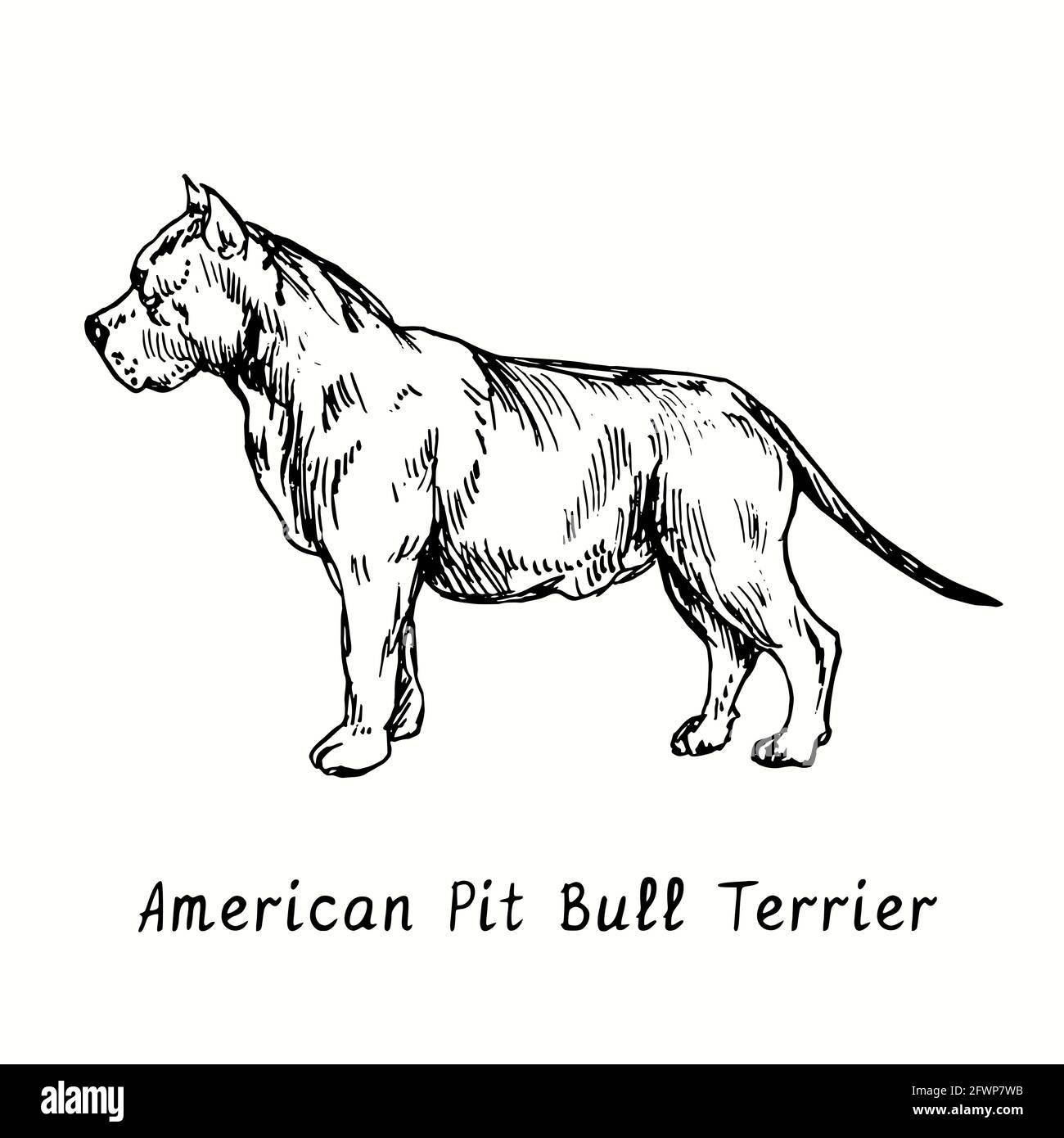American Pit Bull Terrier – Seitenansicht im Stehen. Tusche schwarz-weiße Doodle Zeichnung im Holzschnitt-Stil. Stockfoto